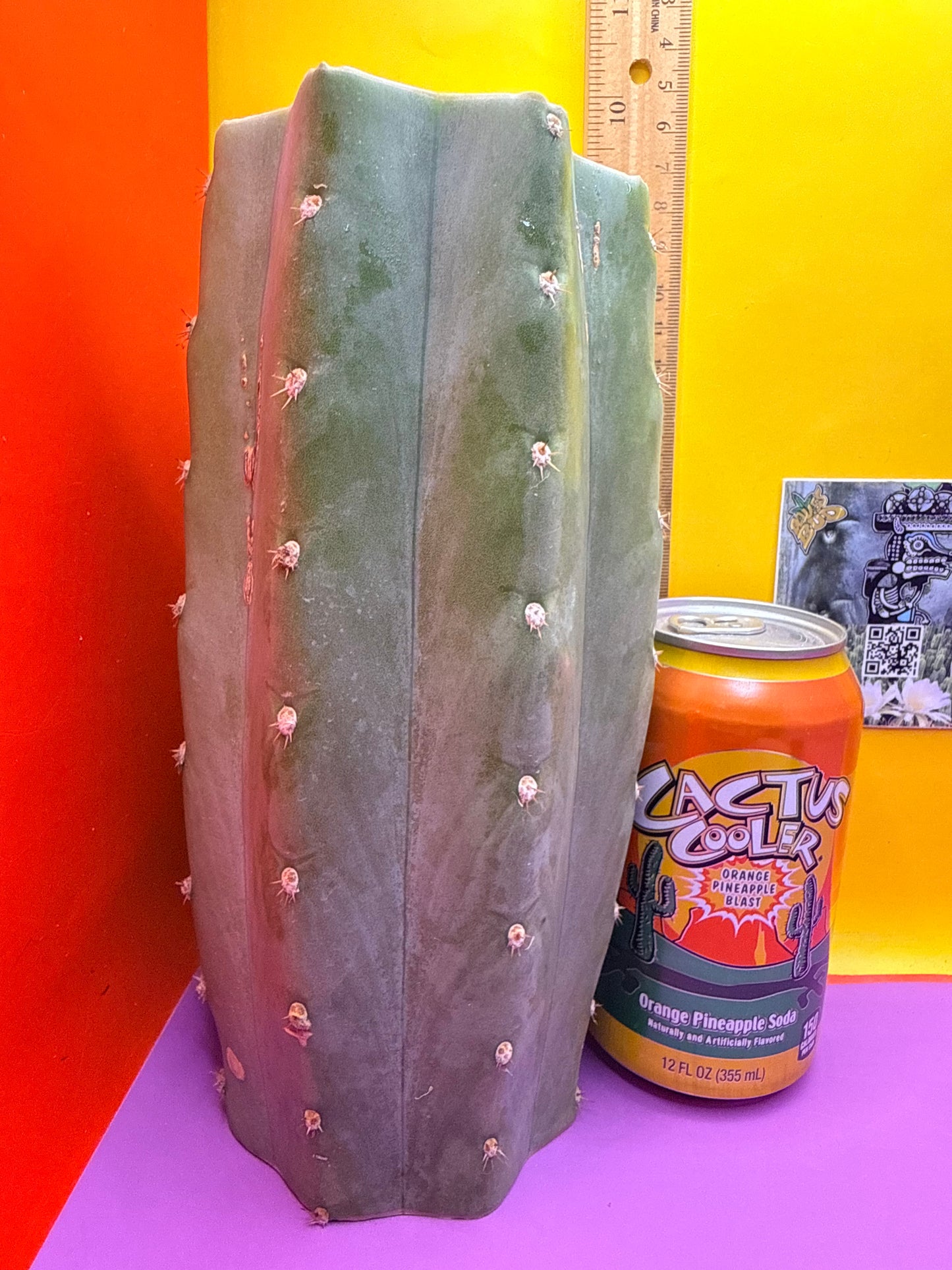 Blue Juules Giant !