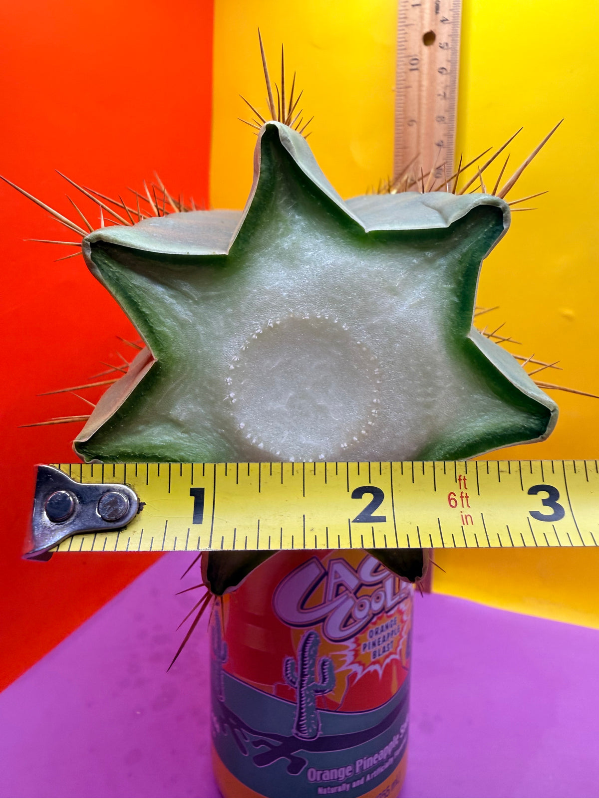 “RC’s T.P. 🧻”  trichocereus peruvianus !!