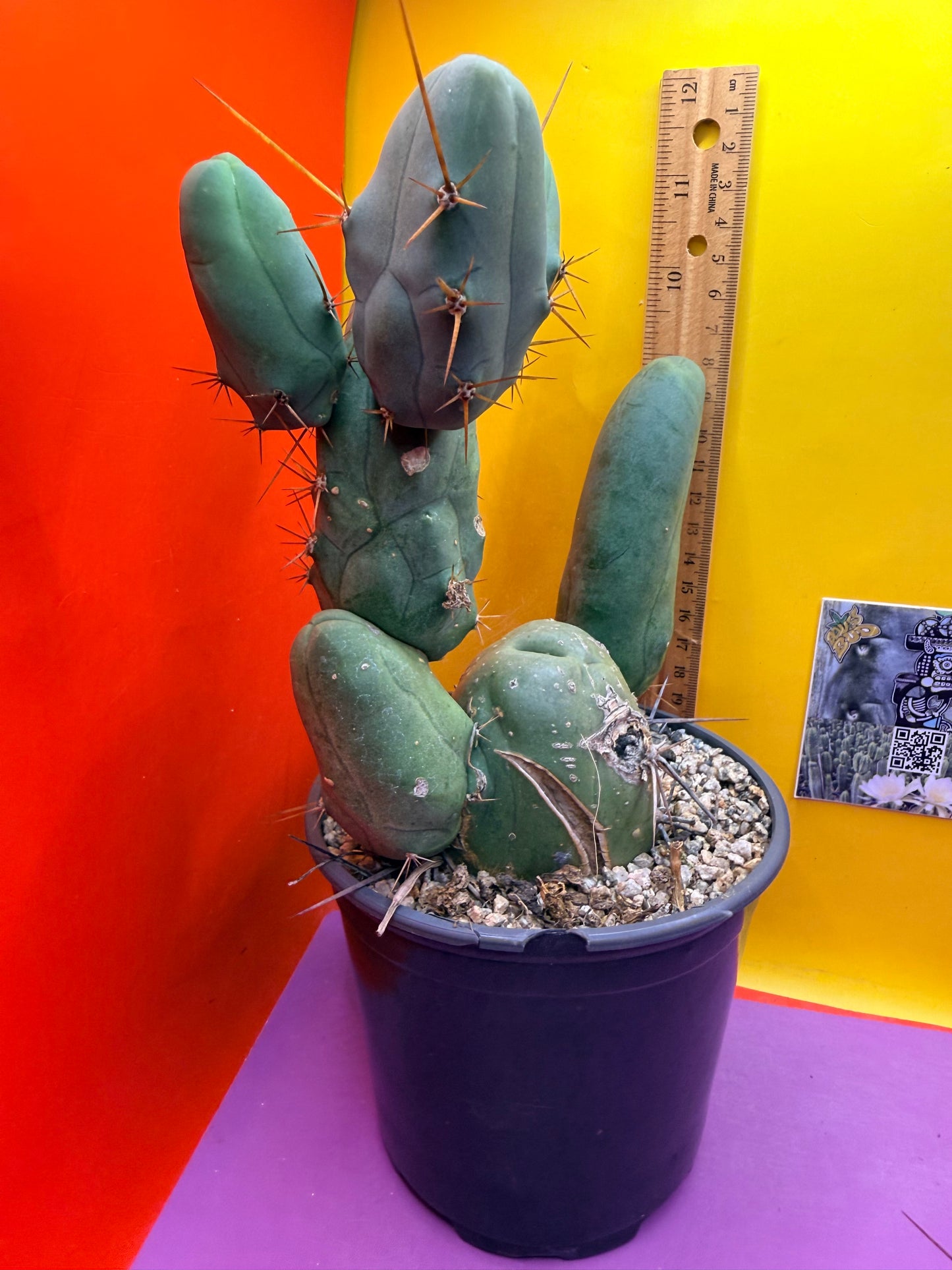 HUGE MAIN SECTION ! Strong thick TBM Stand