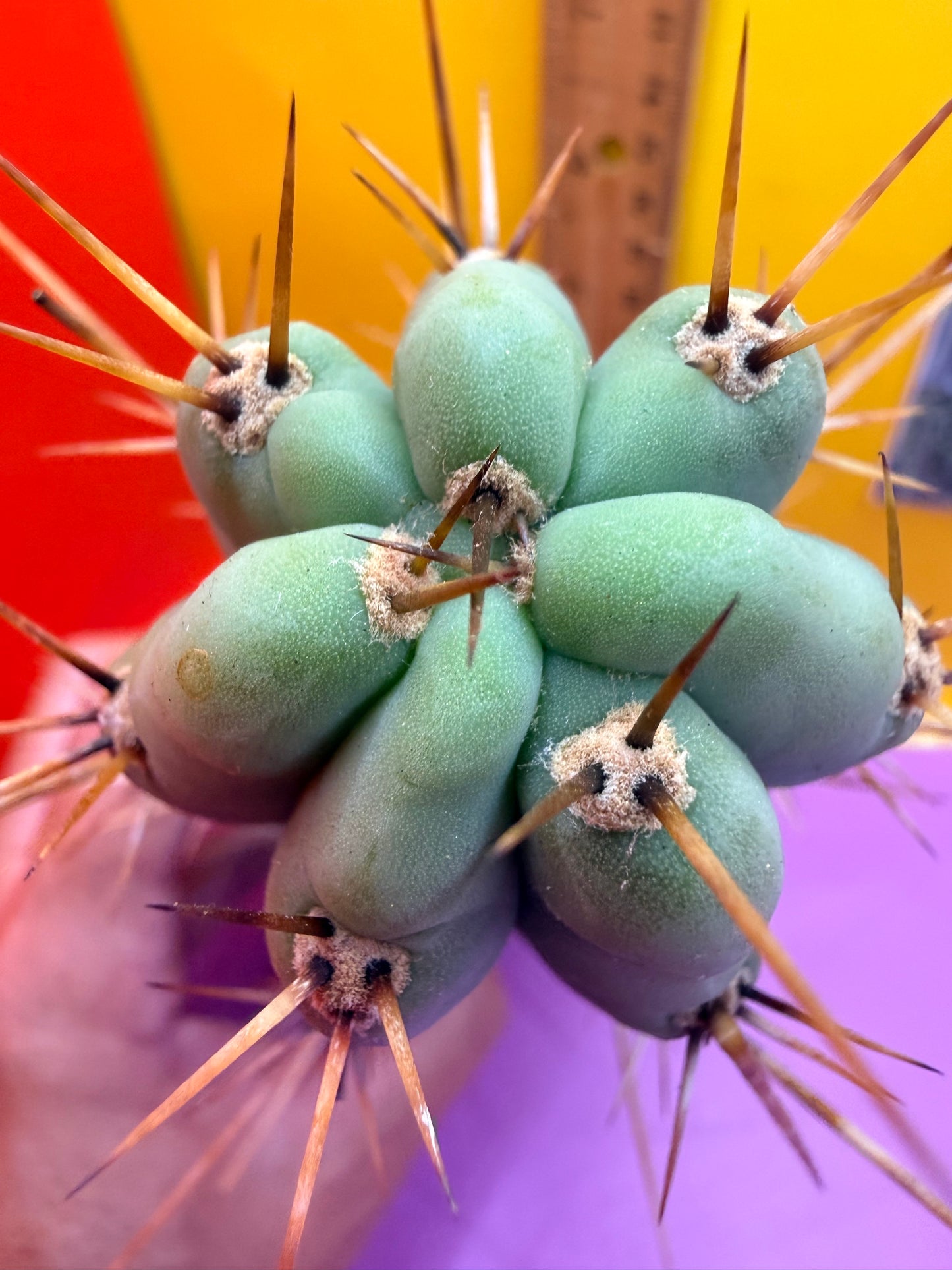 Trichocereus NOID