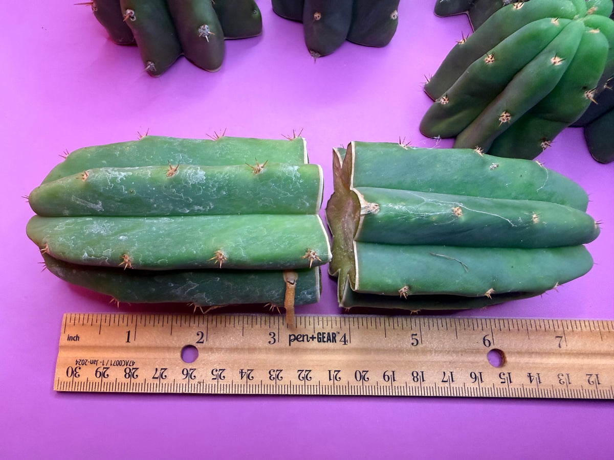 San Pedro cactus tips ! A dozen -12
