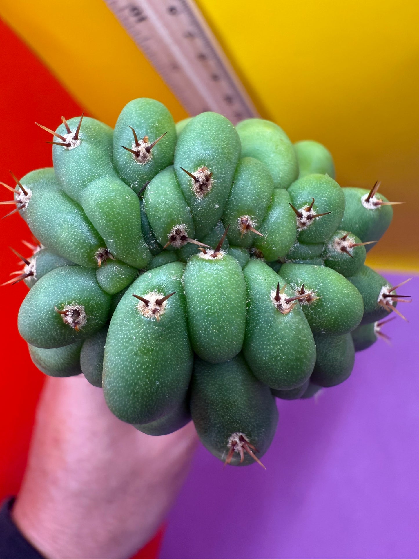Monstrose San Pedro cactus !! Tip is about to crest !