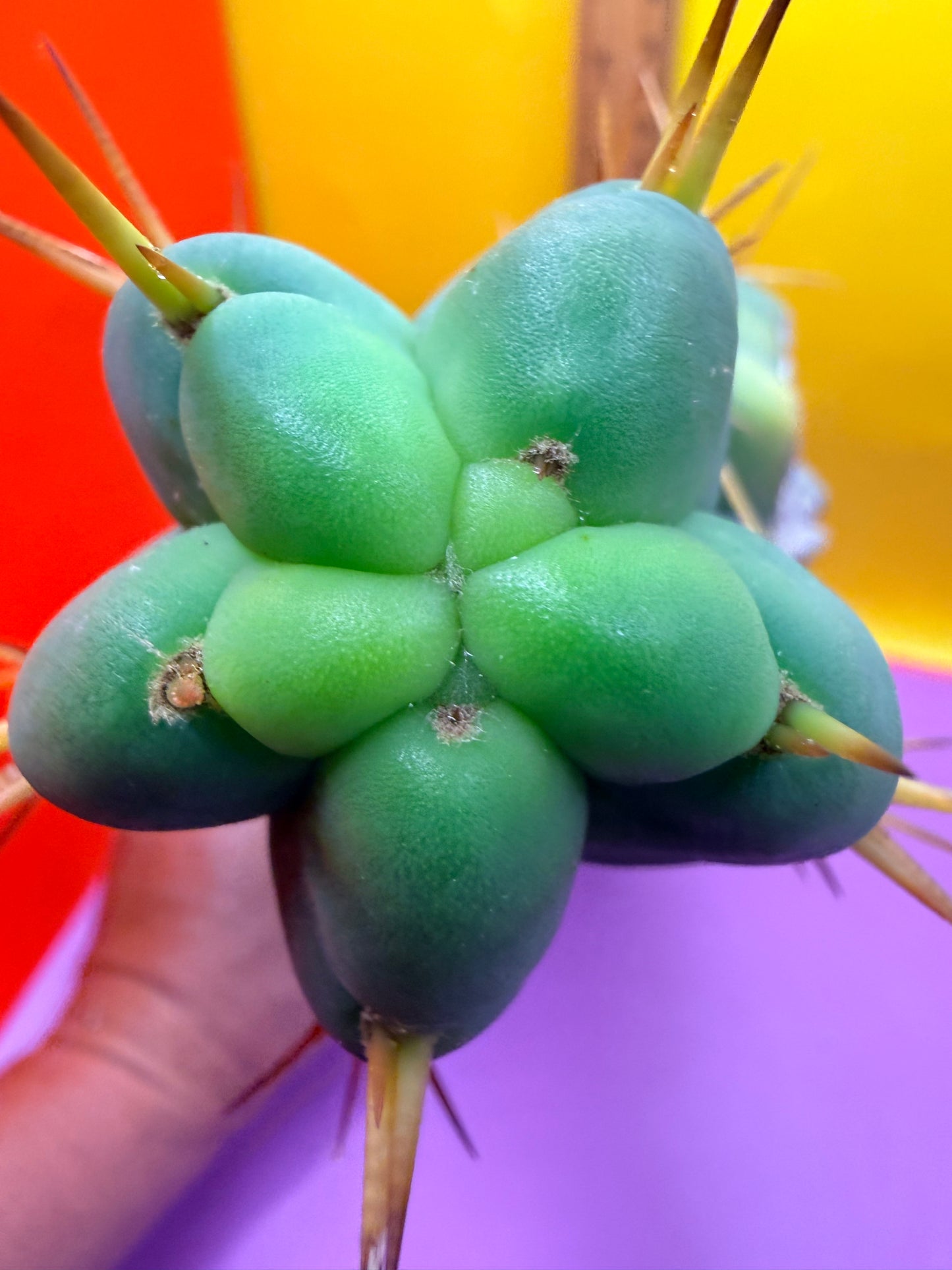Grafted El Serpieñté