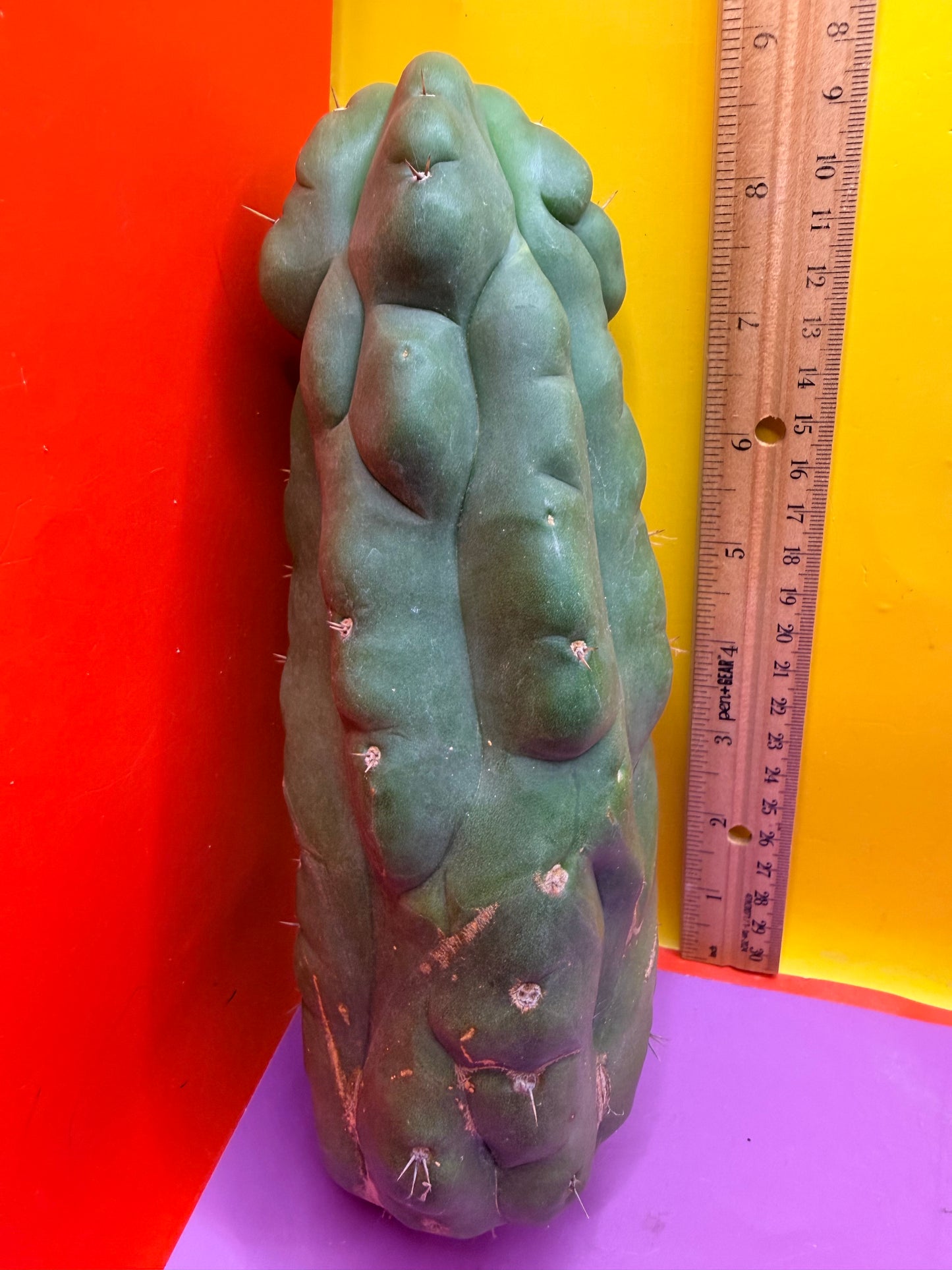 Monstrose San Pedro cactus - TPM !