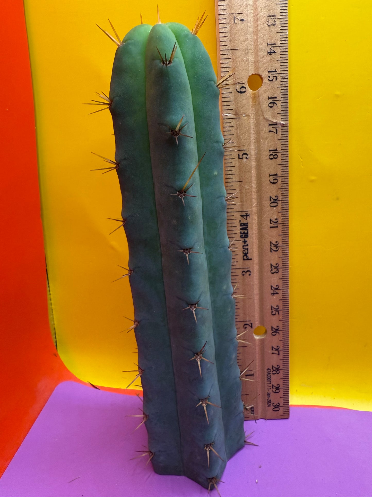 Ss02 cactus cutting