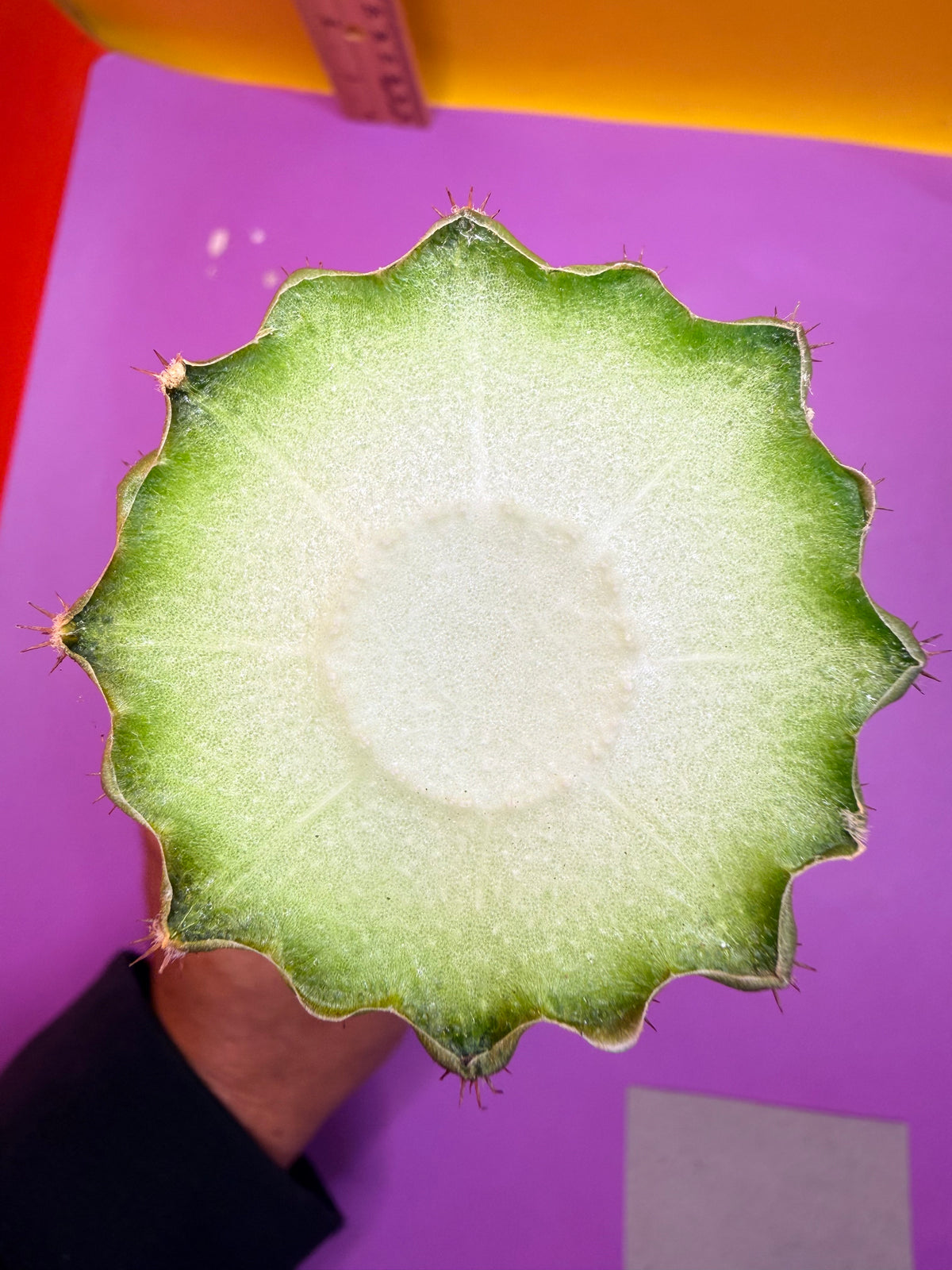 Trichocereus Brevispinulosus