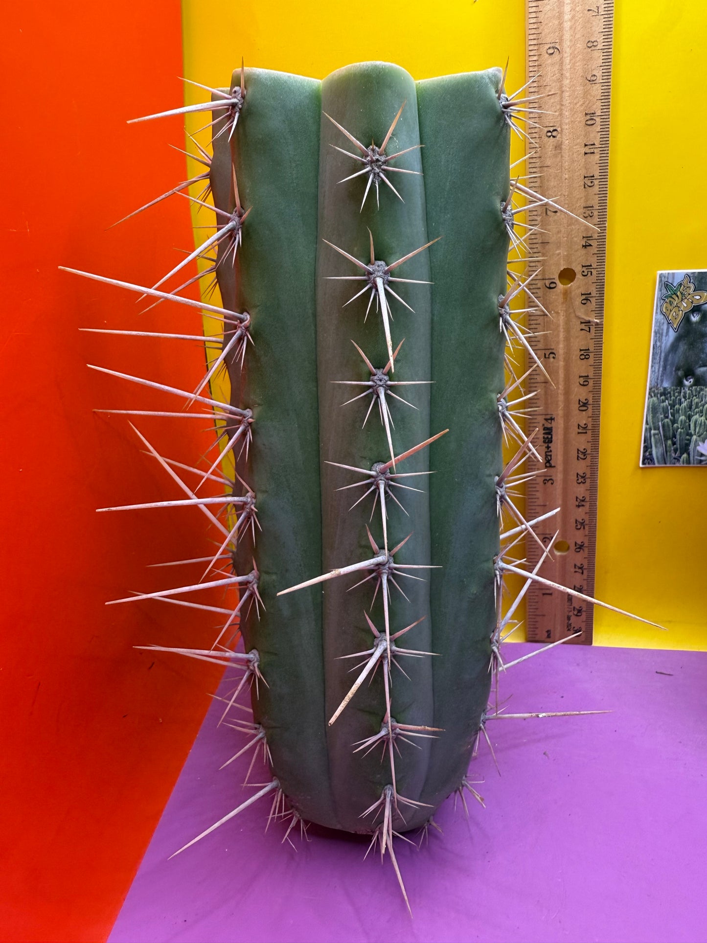 Trichocereus puquiensis