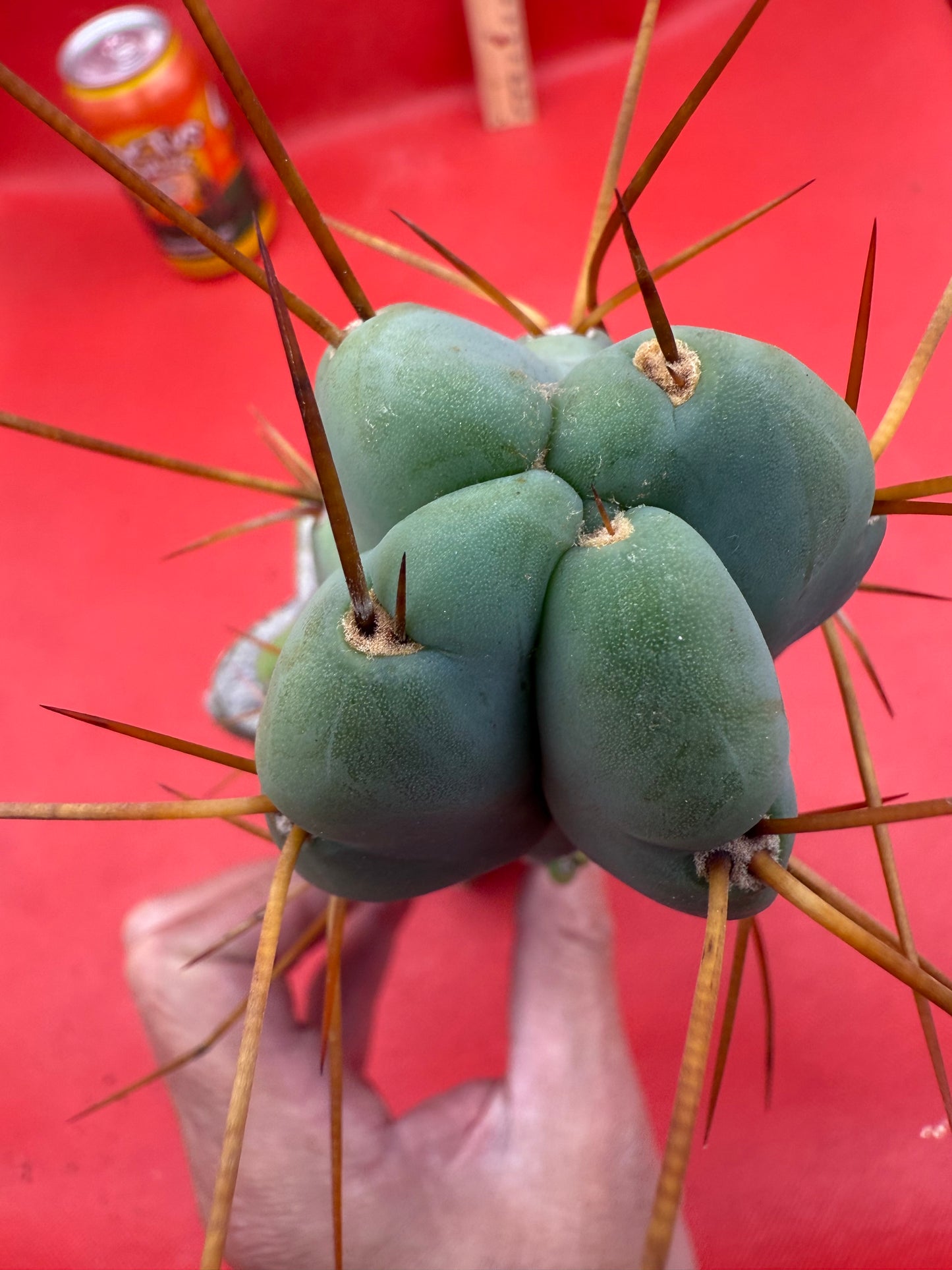 Grafted El Serpieñté