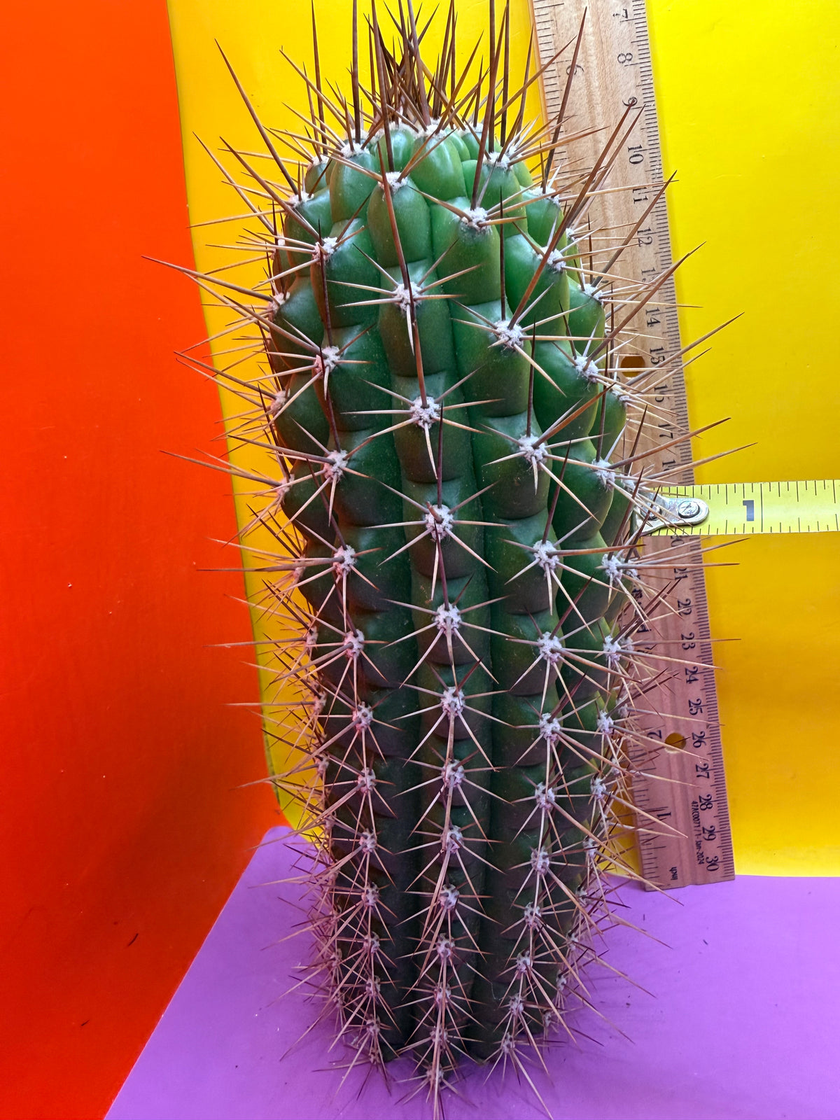 Trichocereus thelegonus