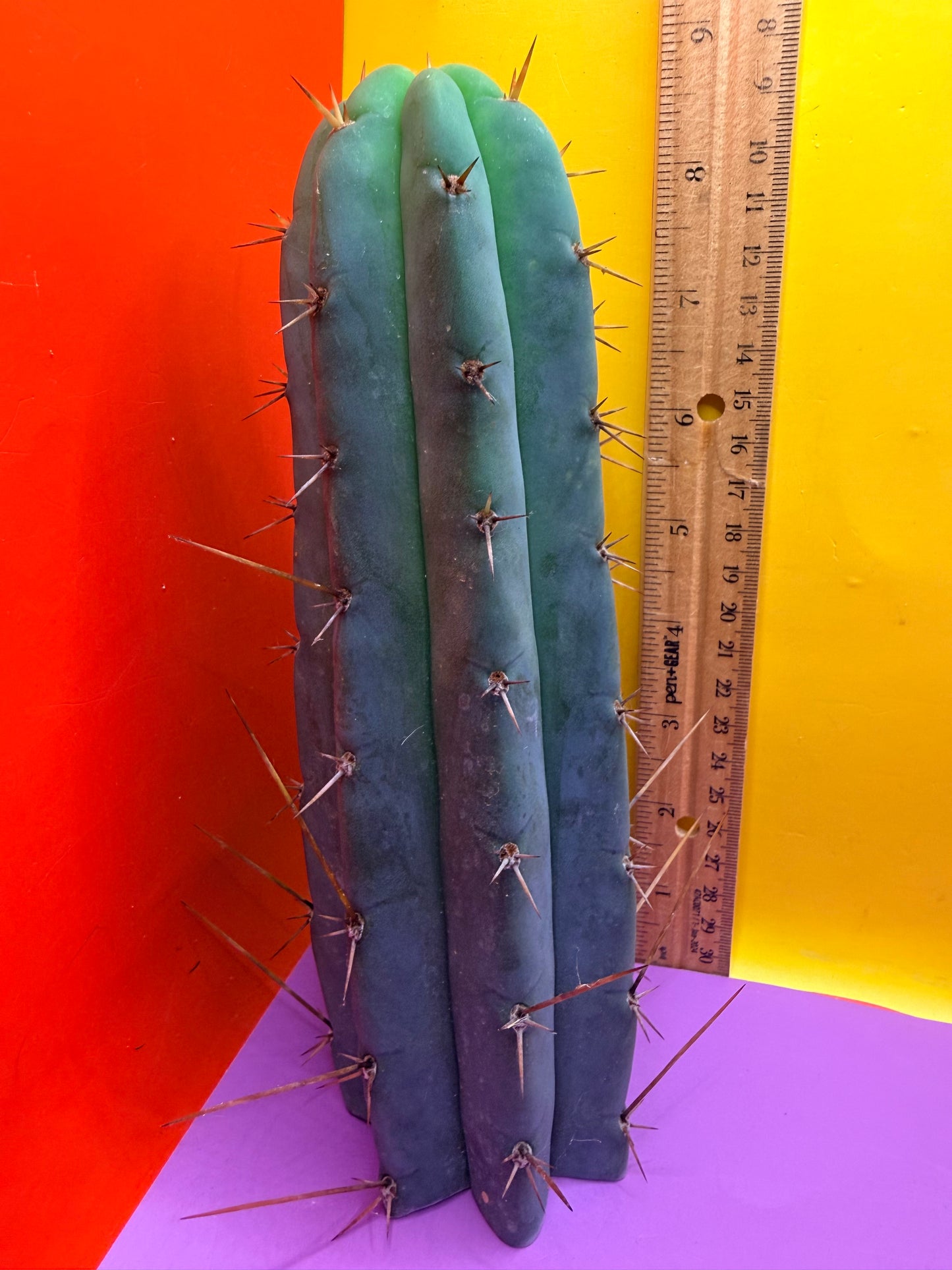 PALA  ! This exact cactus cutting of trichocereus