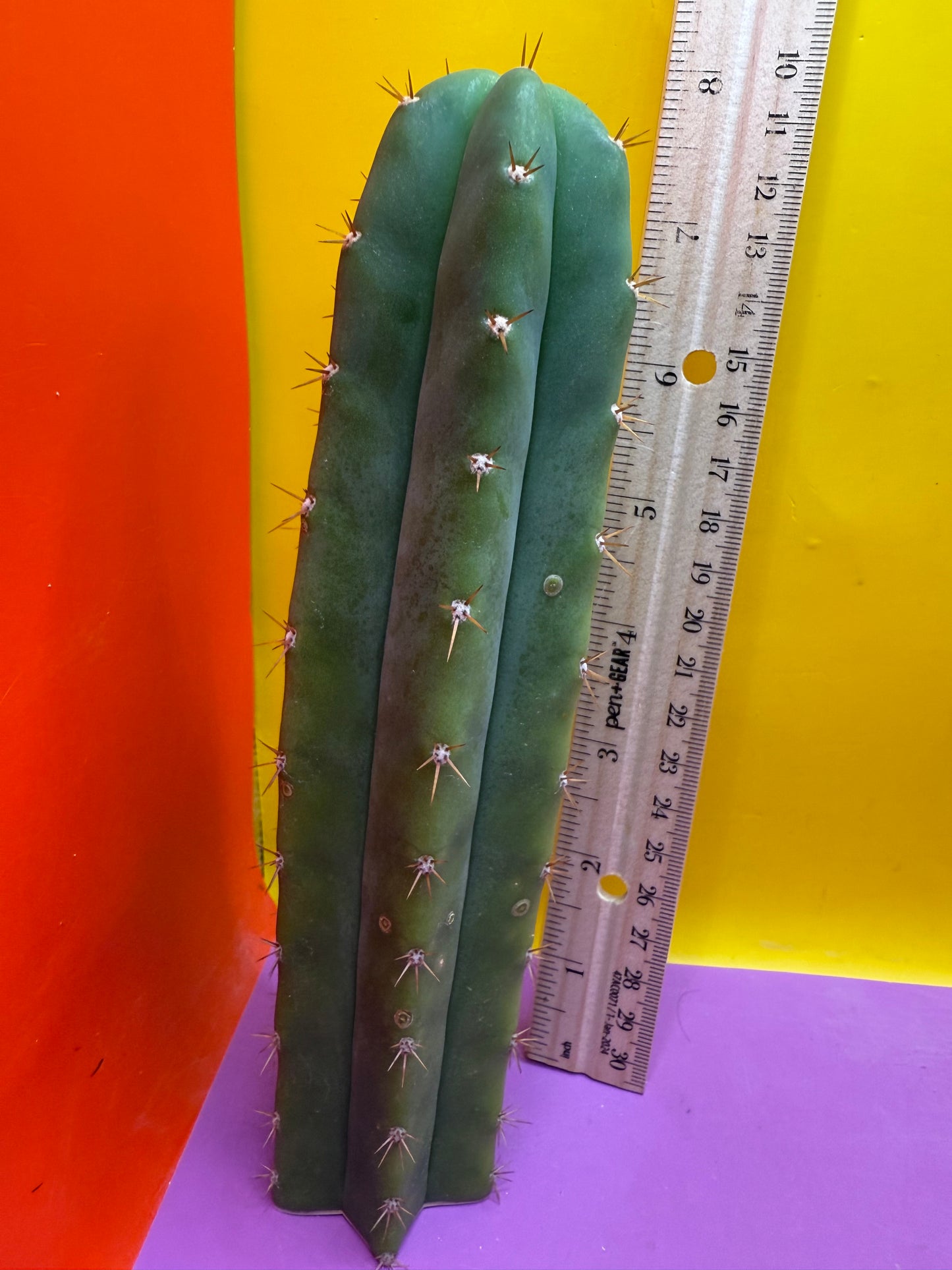FRIDAY DEAL ⭐️CAHUILLA OP this exact cactus  !