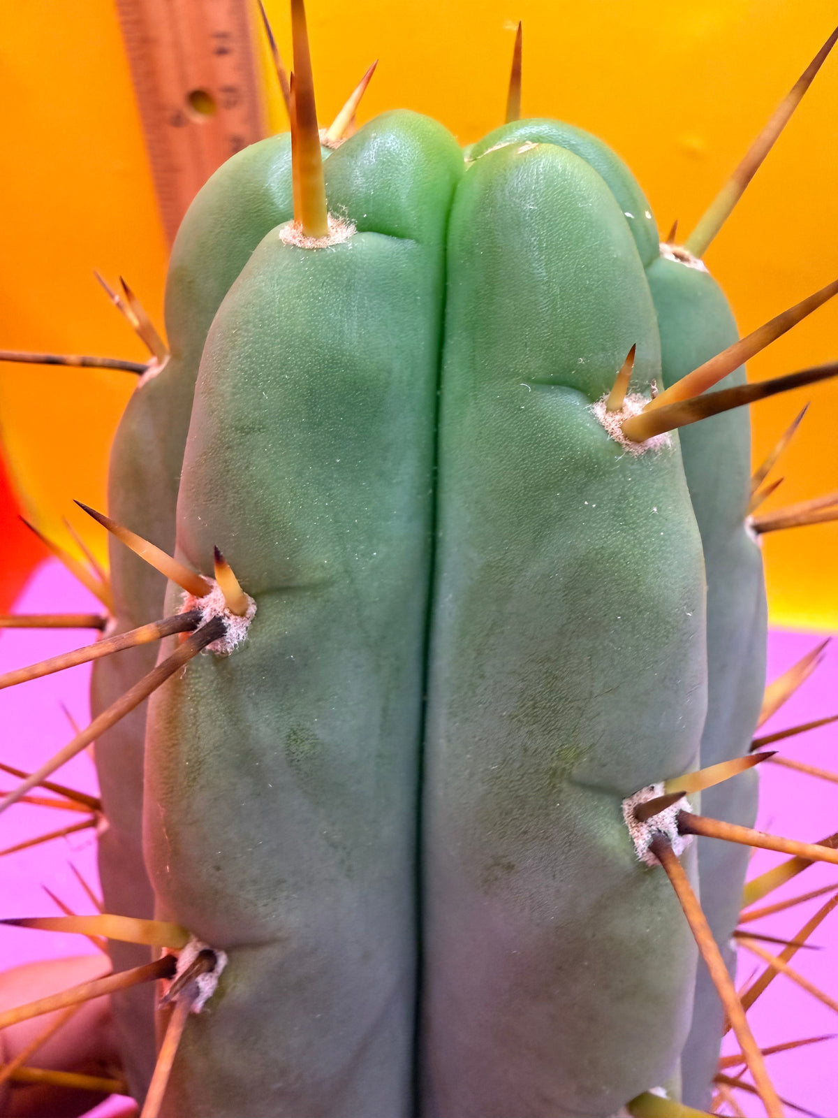 PALA  🌶️🌶️! This exact cactus cutting of trichocereus
