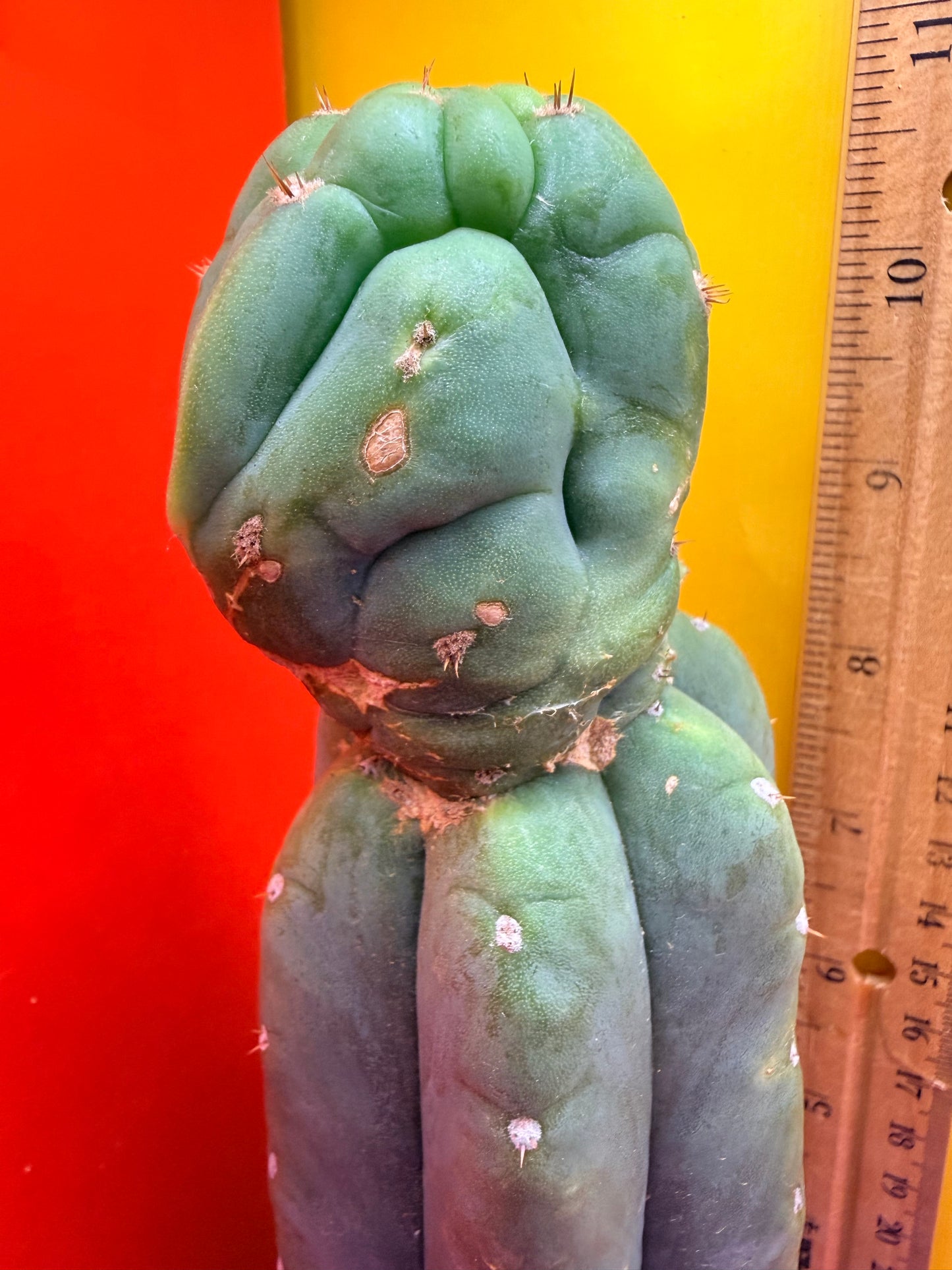 “CAHUILLA” !