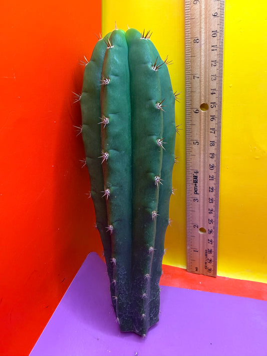 Friday DEAL on Thursday 😱⭐️CAHUILLA OP this exact cactus  !