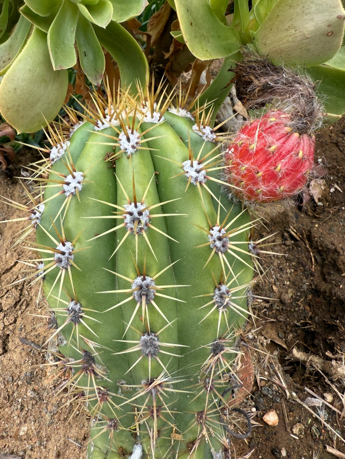 Cahuilla x Candacans Seeds