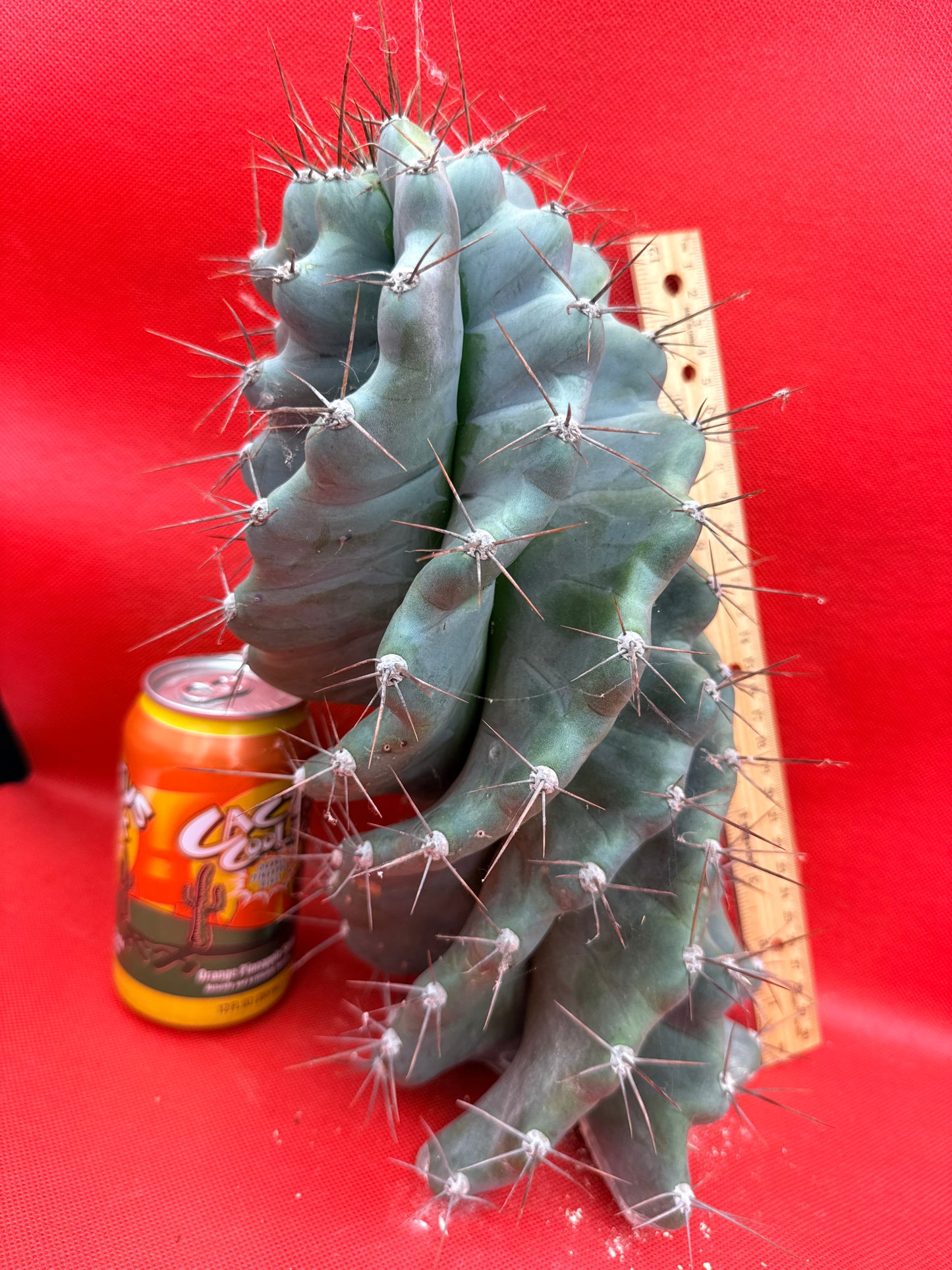 HUGE Spiral cactus