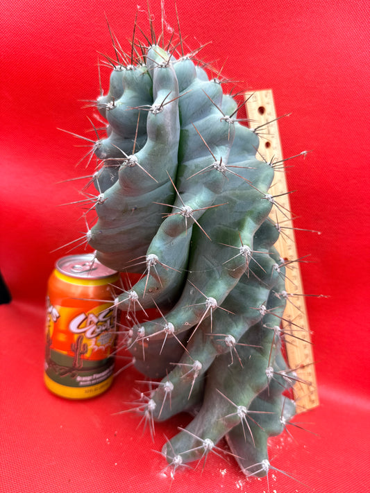 HUGE Spiral cactus