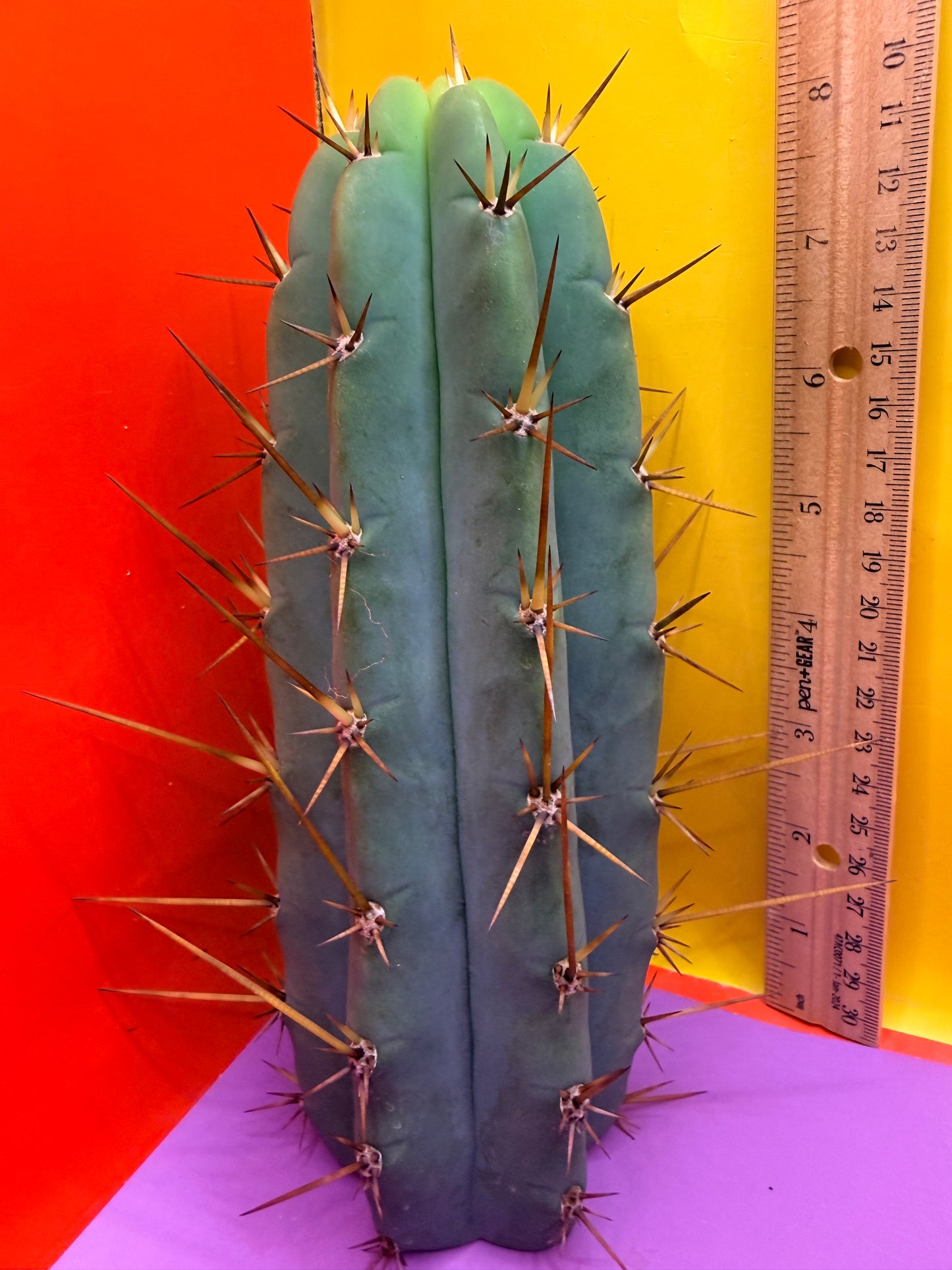 PALA  ! This exact cactus cutting of trichocereus