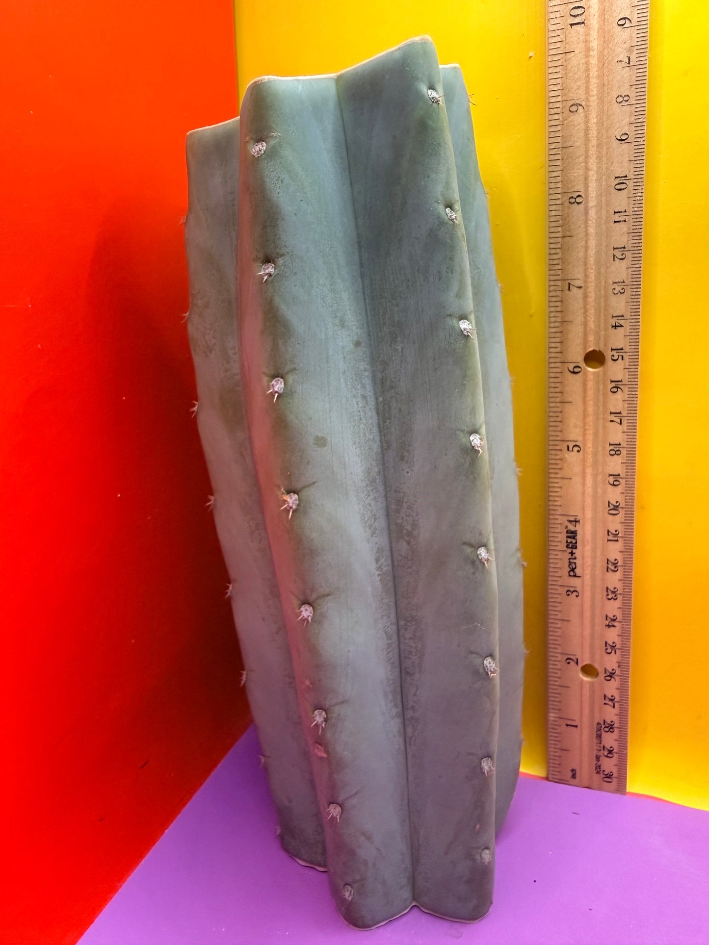 Blue Juules Giant !