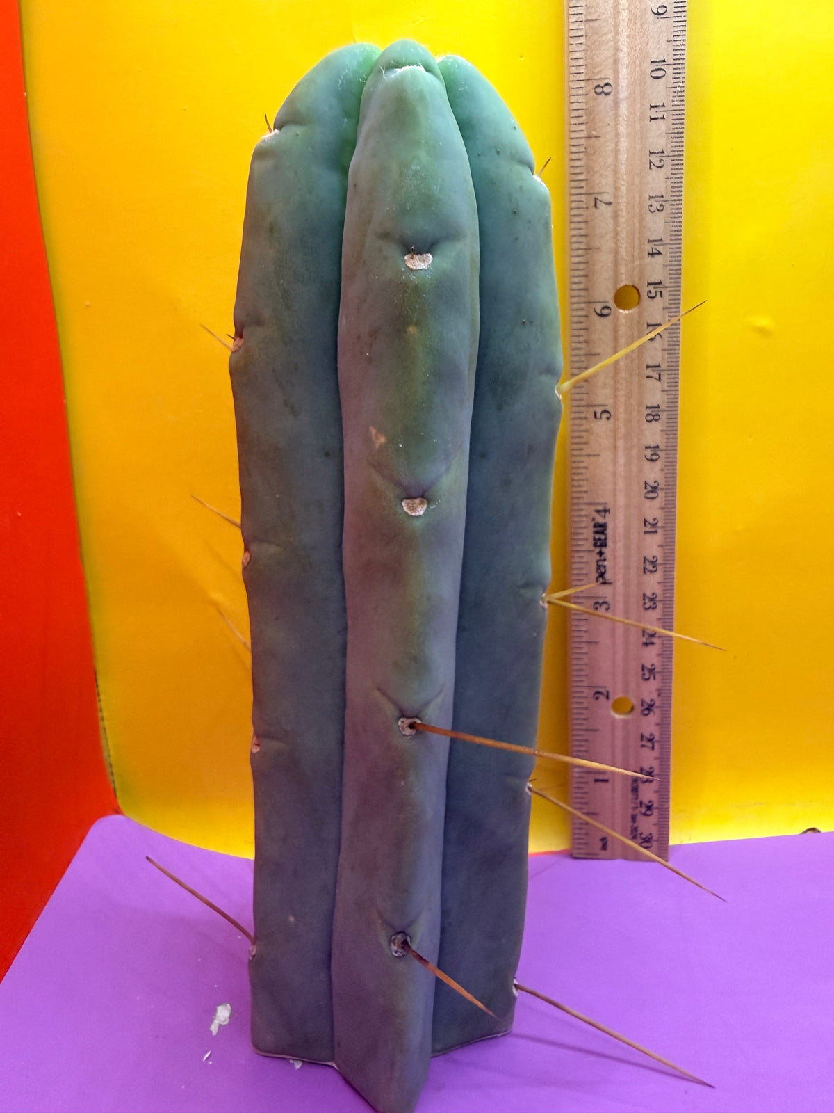 Trichocereus Bridgesii cutting of “DEL DIOS”