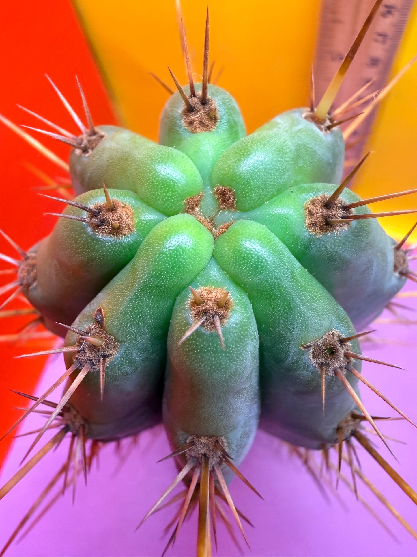 Powdery Blue Trichocereus Peruvianus !!
