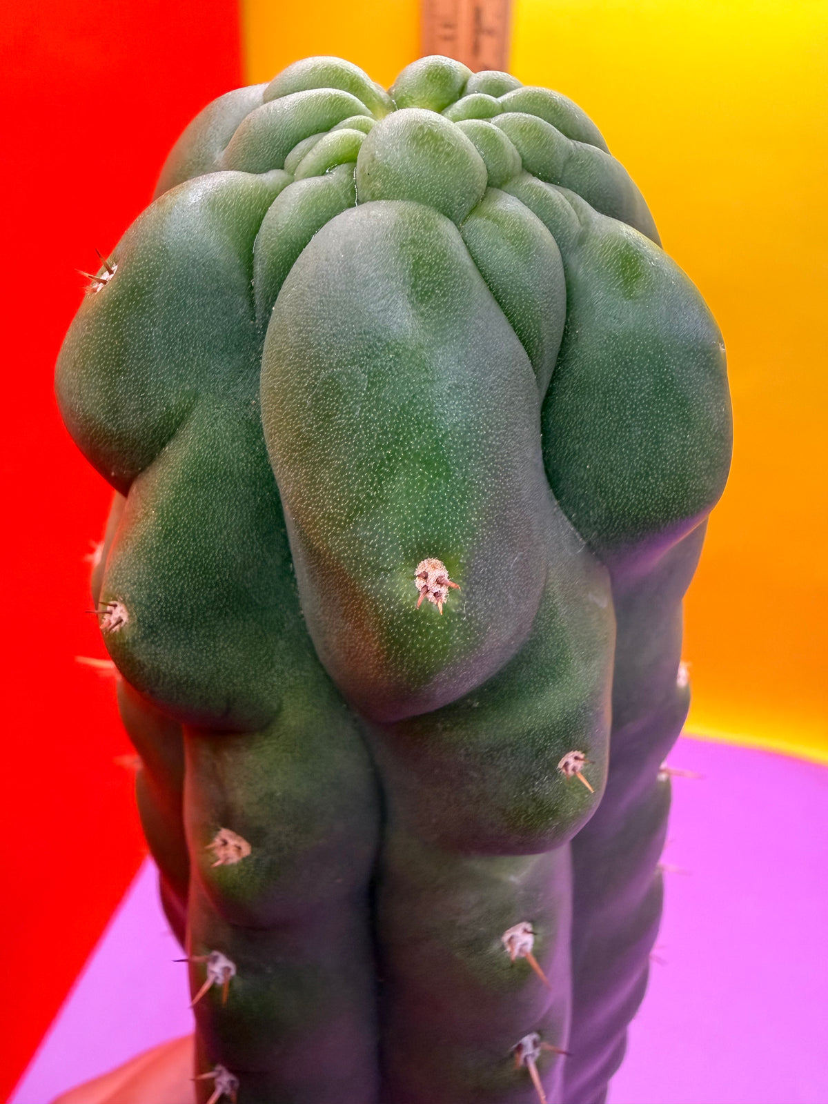 TPM -monstrose San Pedro cactus