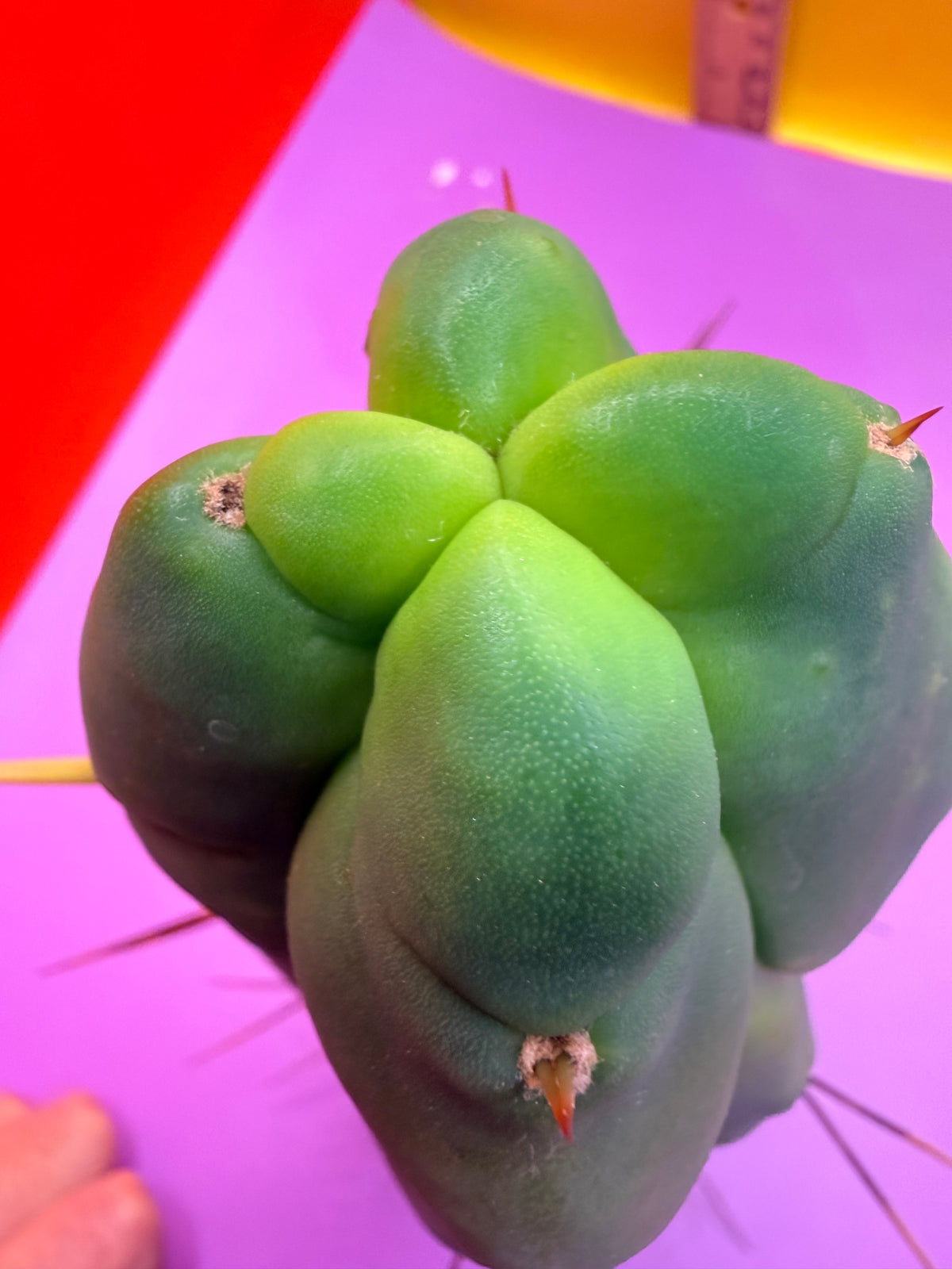 4 Wind Bridgesii “LMA” La Mirada Angelo