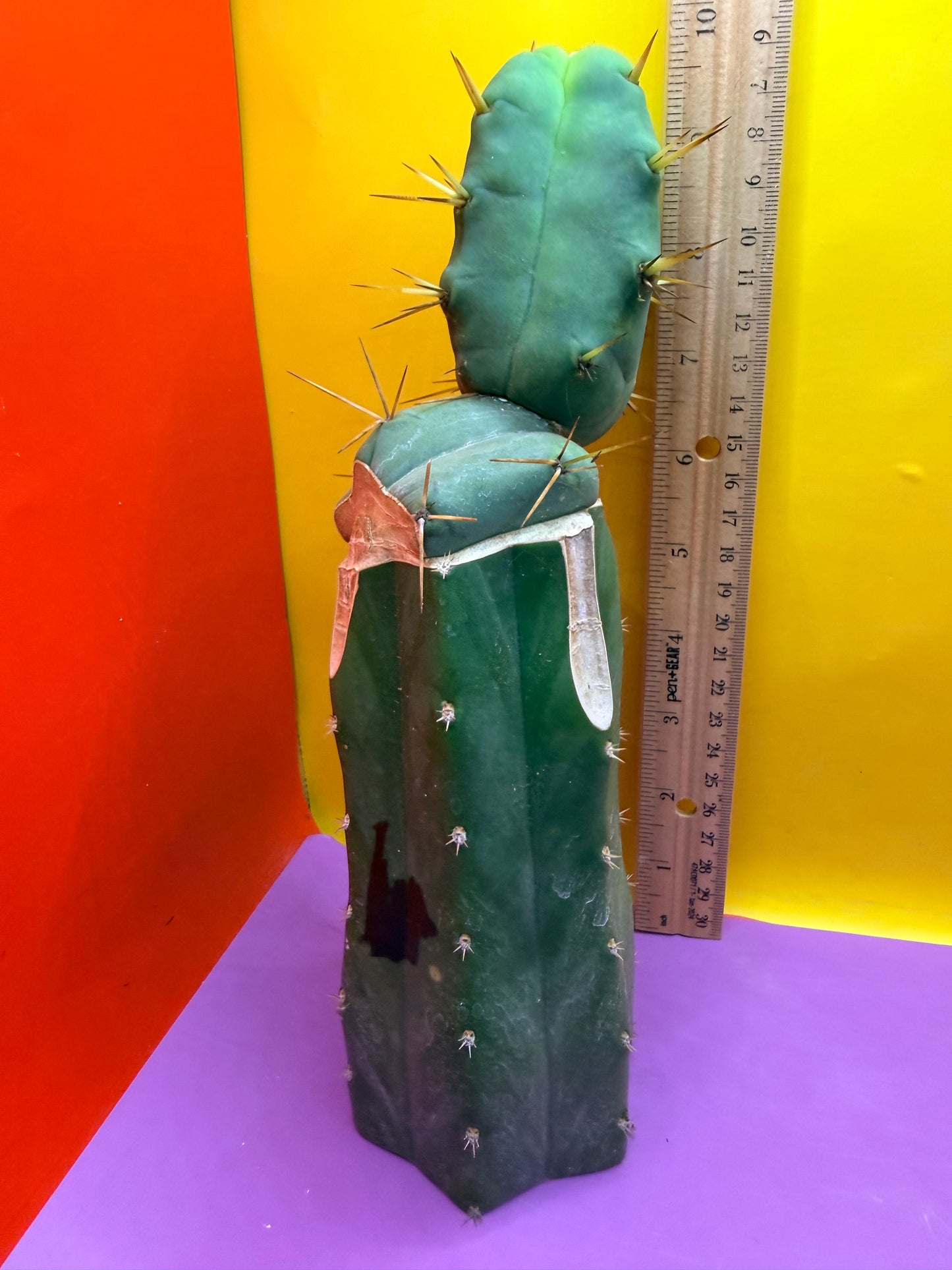 “Jimzz twin spines” 4 winds grafted cactus