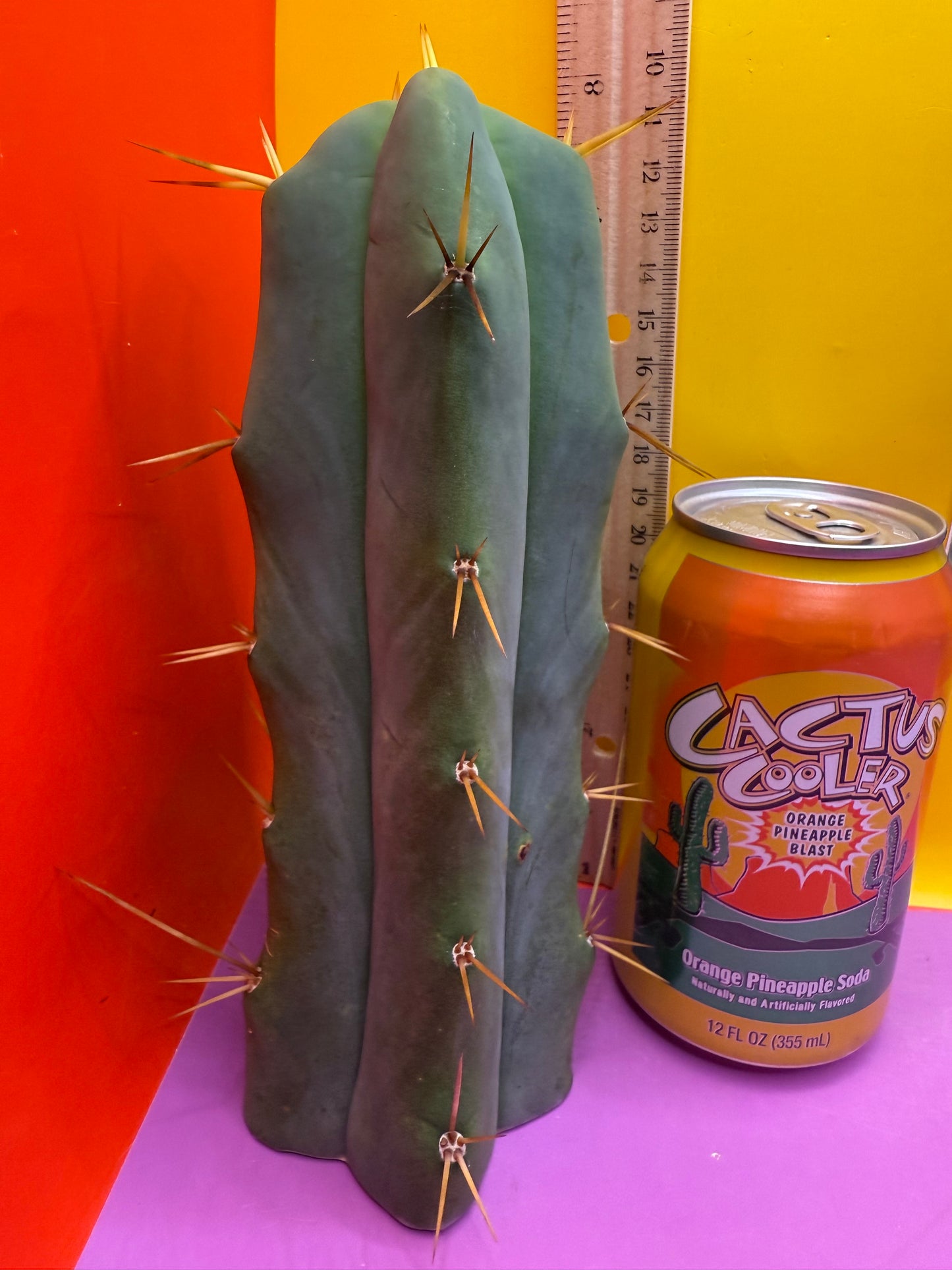 ESSENDON X SINA 🌶️🌶️