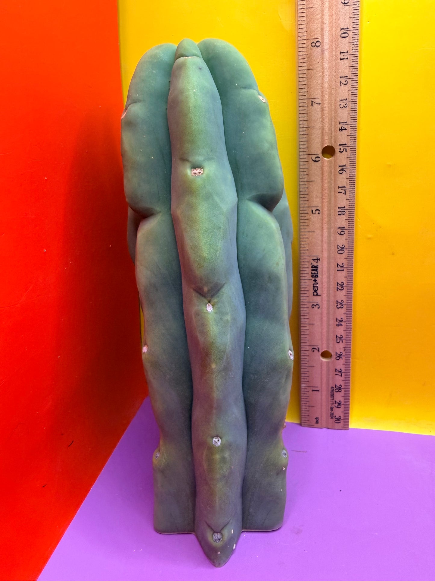 “LMA” bridgesii