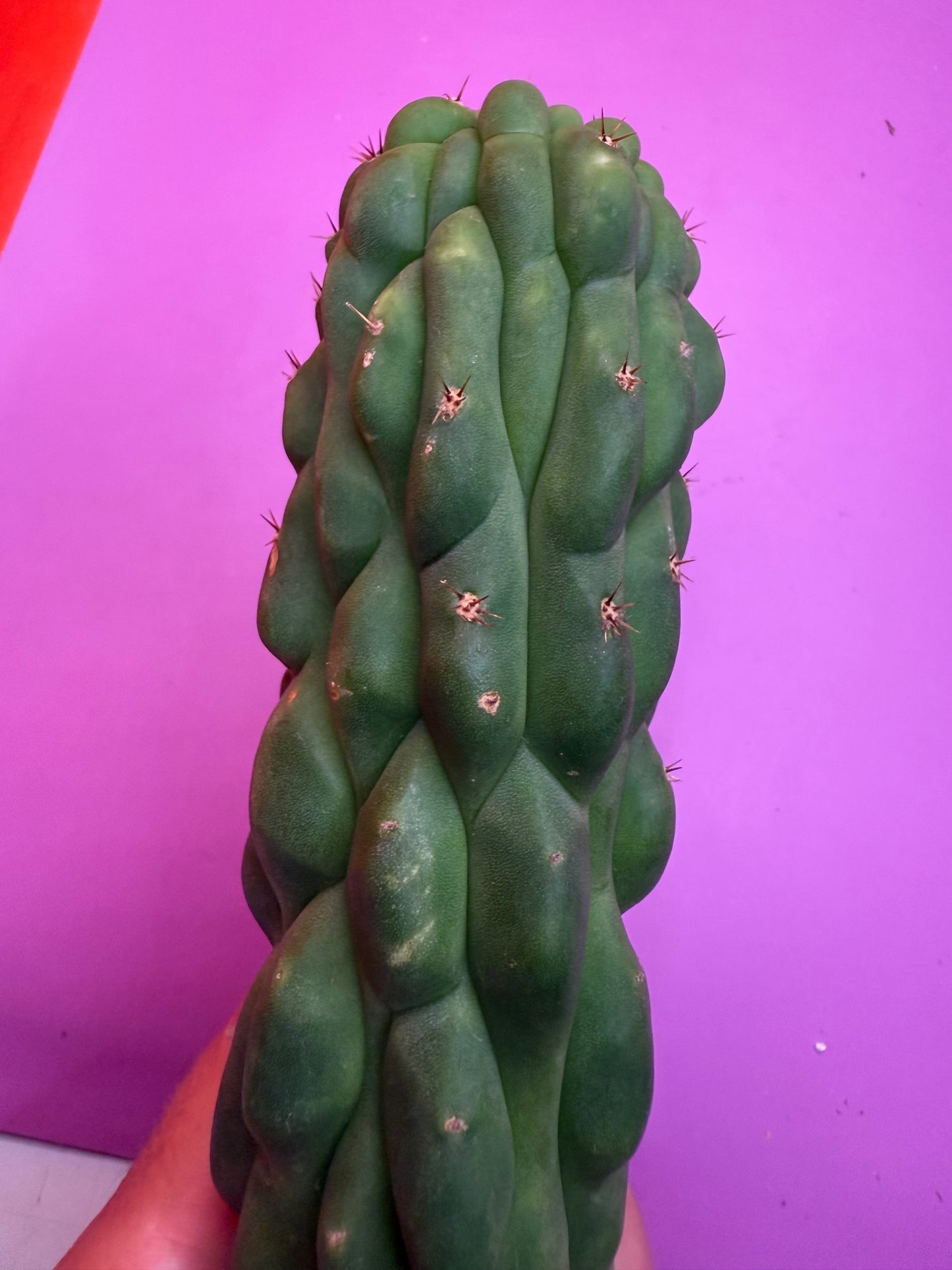 Monstrose San Pedro cactus !! Tip is about to crest !