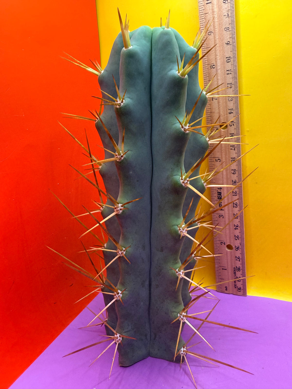 Revert Longform TBM PENISCACTUS !!!