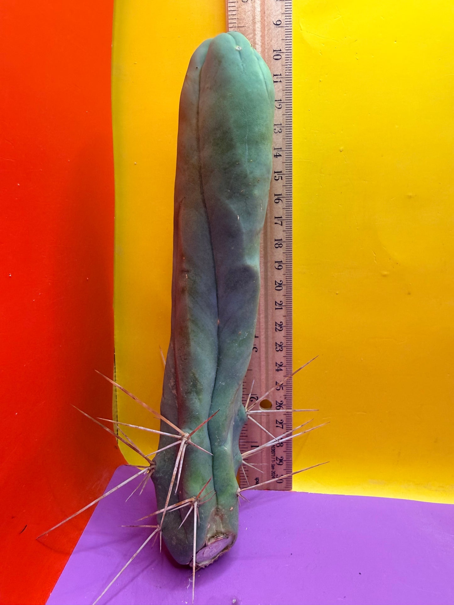 TBM-A LONG FORM CACTUS