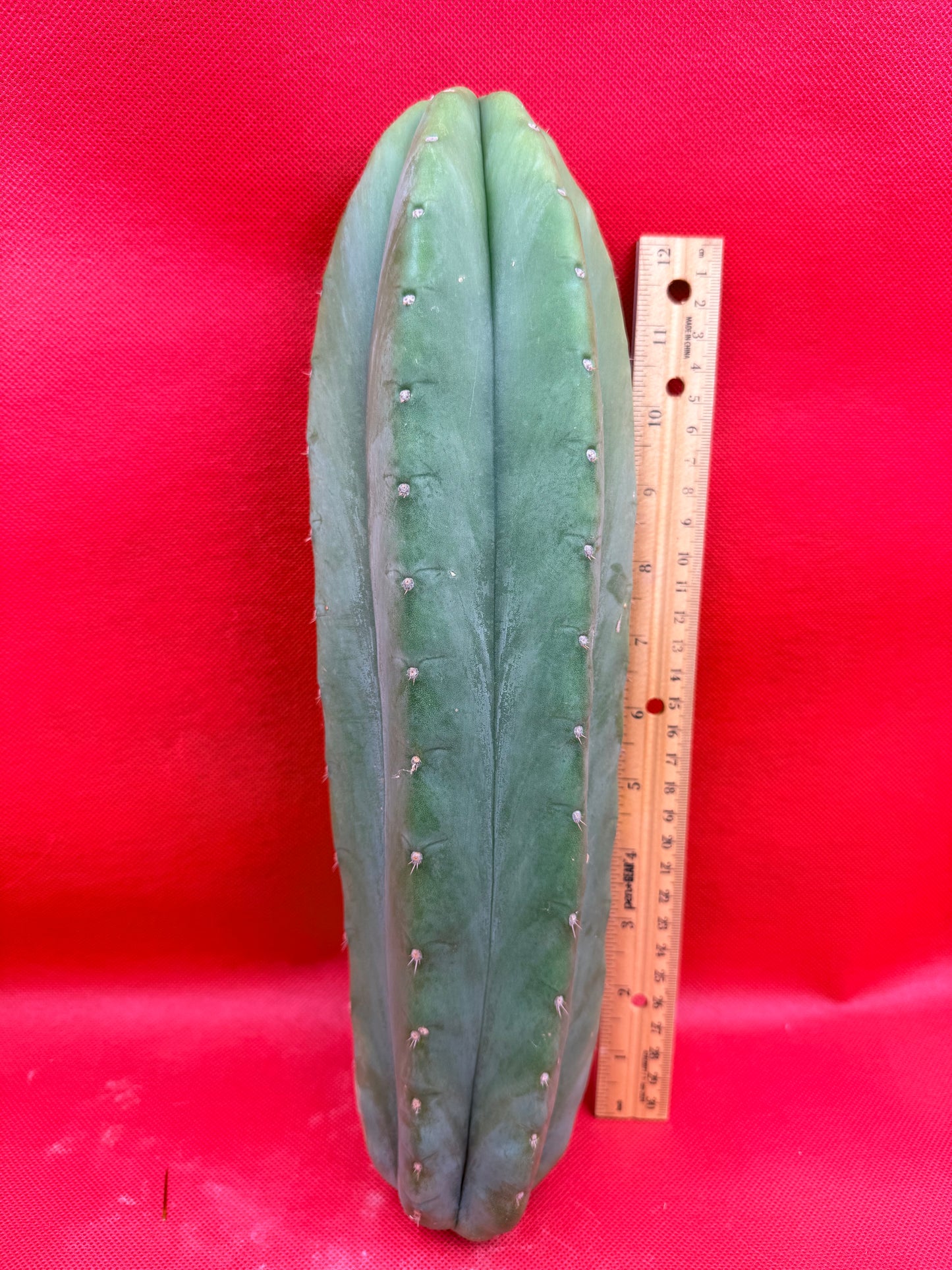 Cahuilla 4” thick !