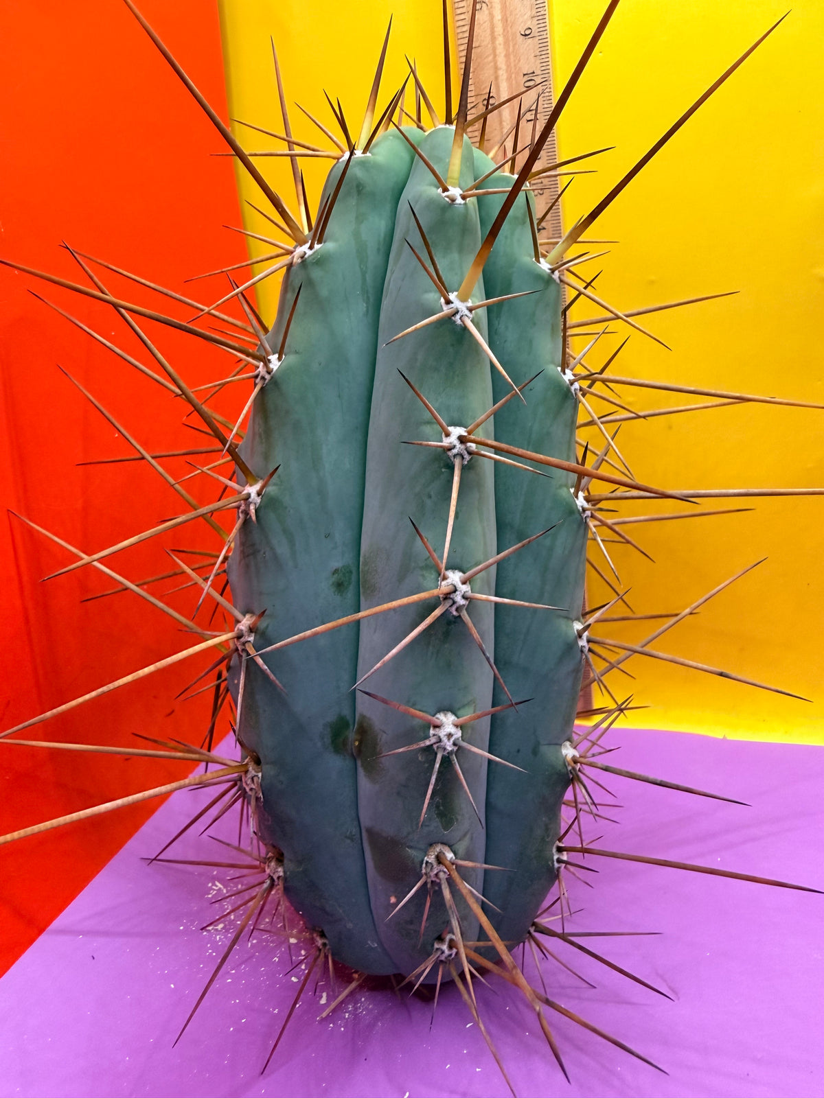 San Pedro Cactus  NOID