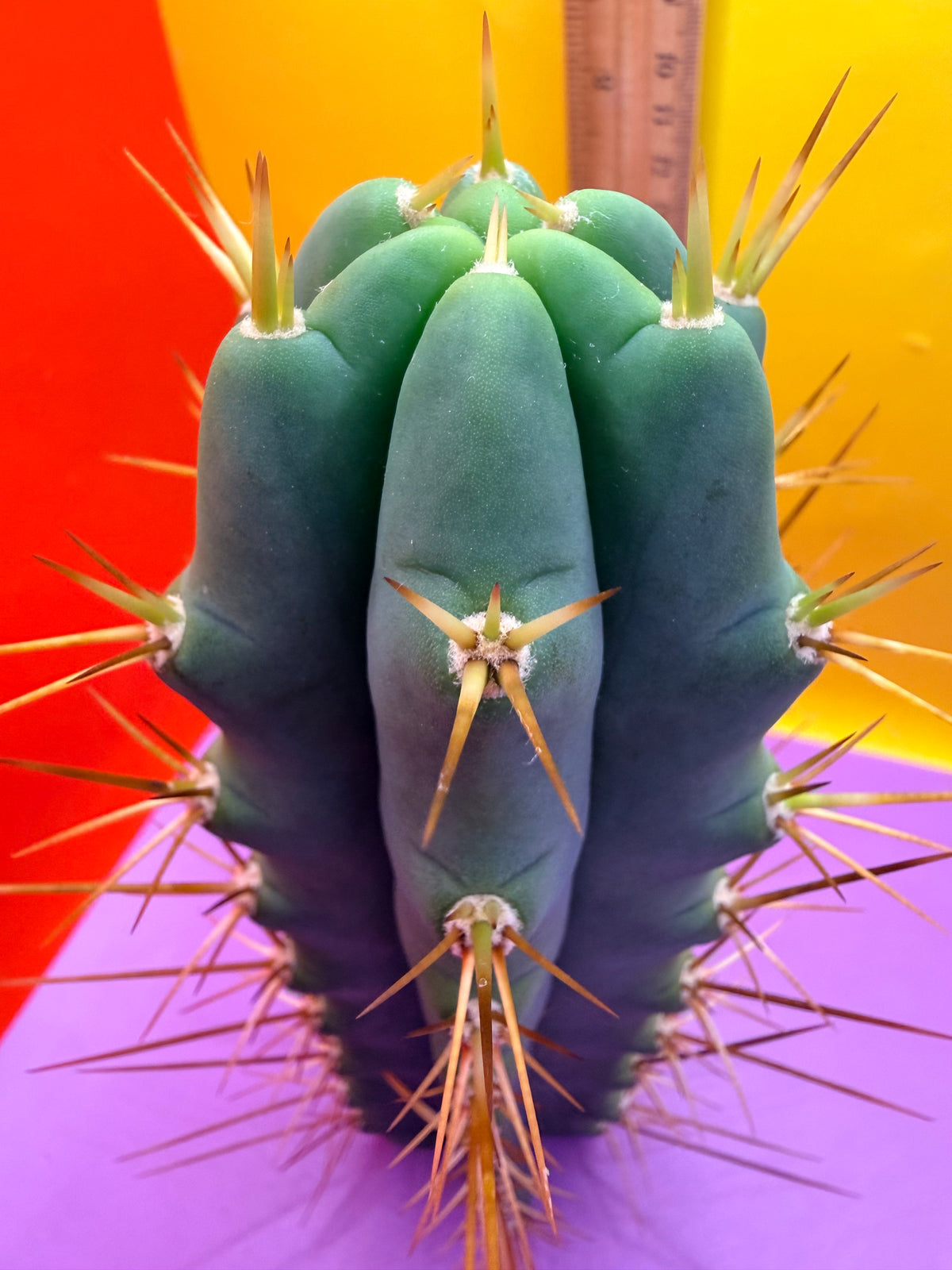 Reverted PENiSCACTUS !!! Longform tbmA