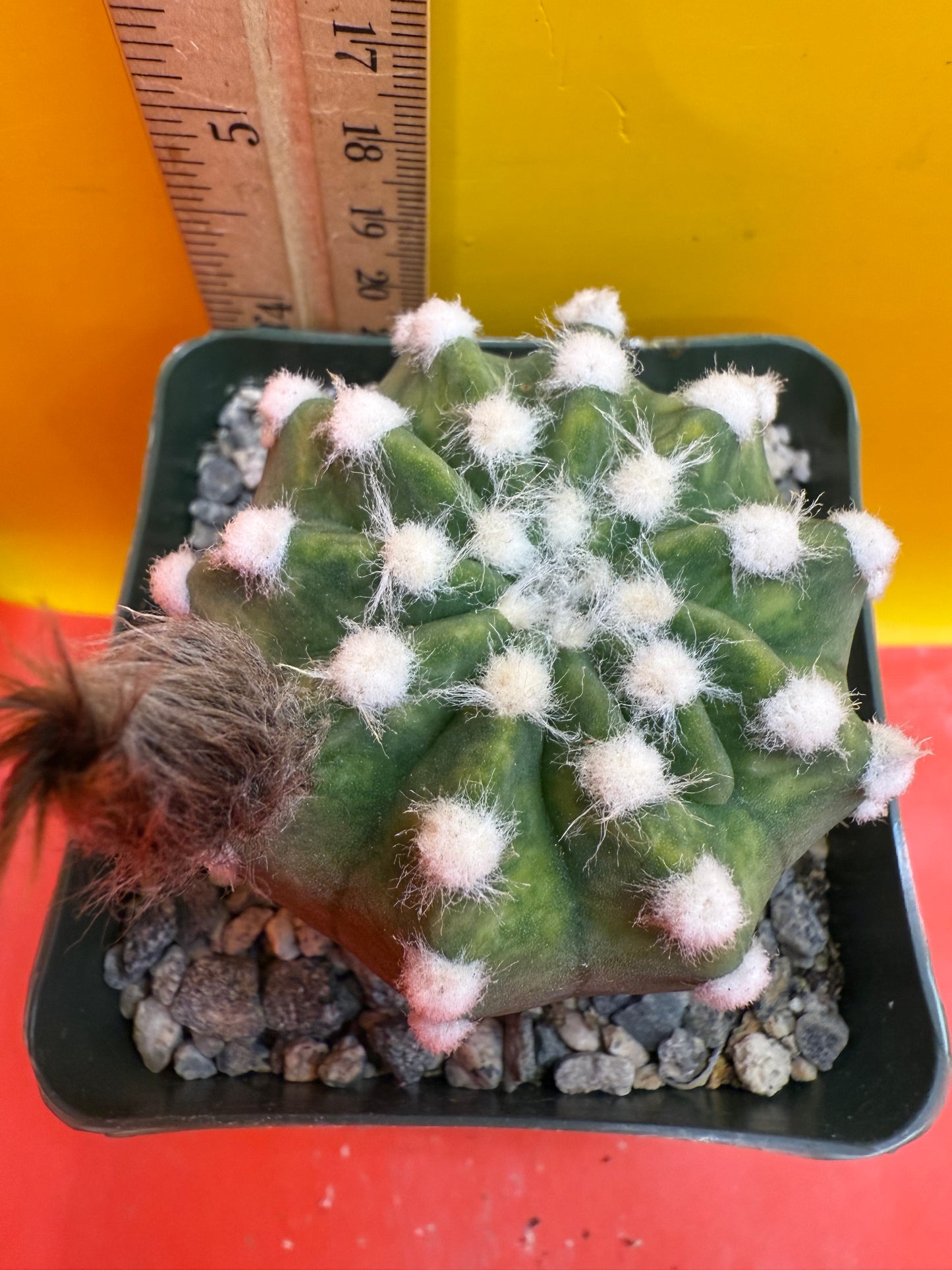 Domino cactus - !!