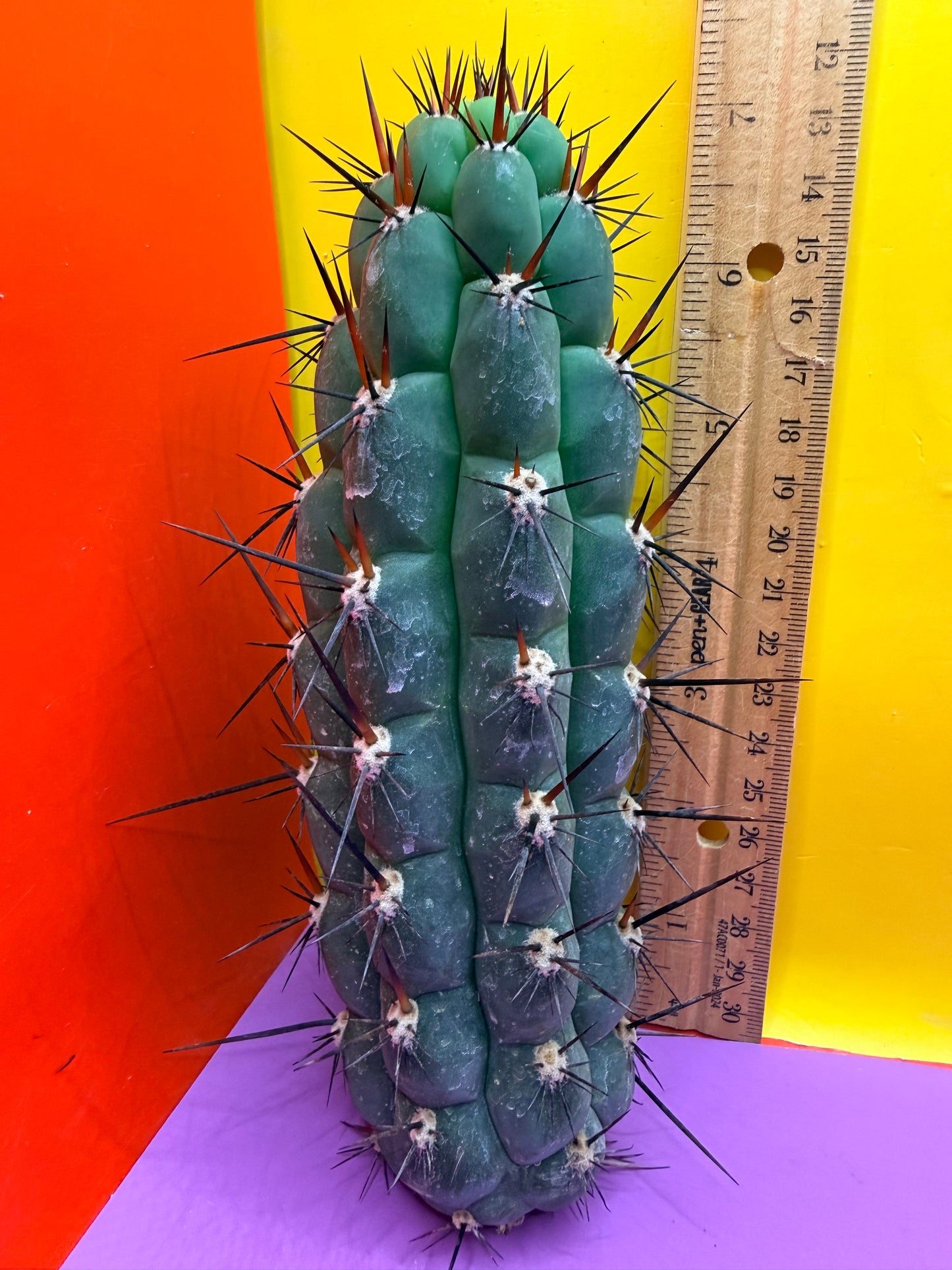 TRICHOCEREUS CHALA !
