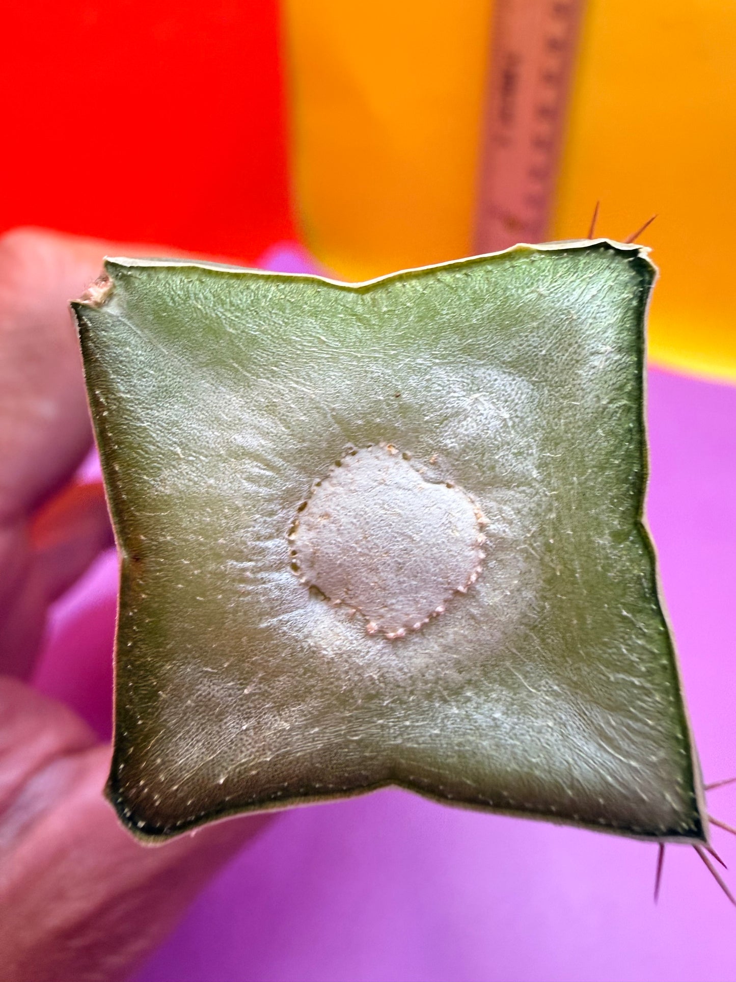“MINI ME” trichocereus bridgesii - 4 ribs