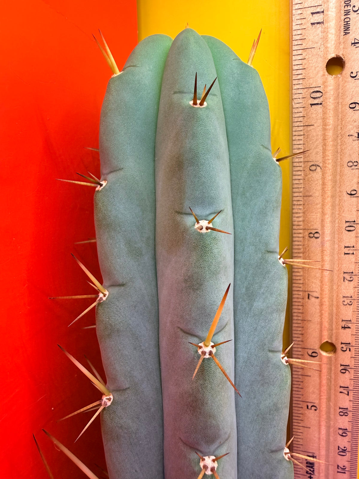 Yowie x Wowie cactus cutting
