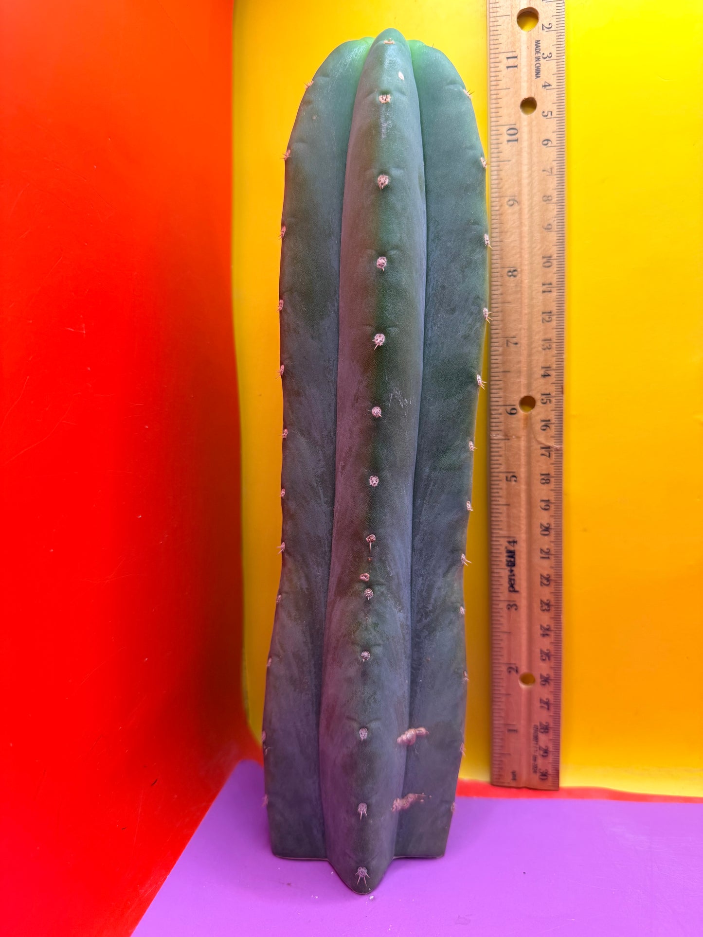 Cahuilla  !
