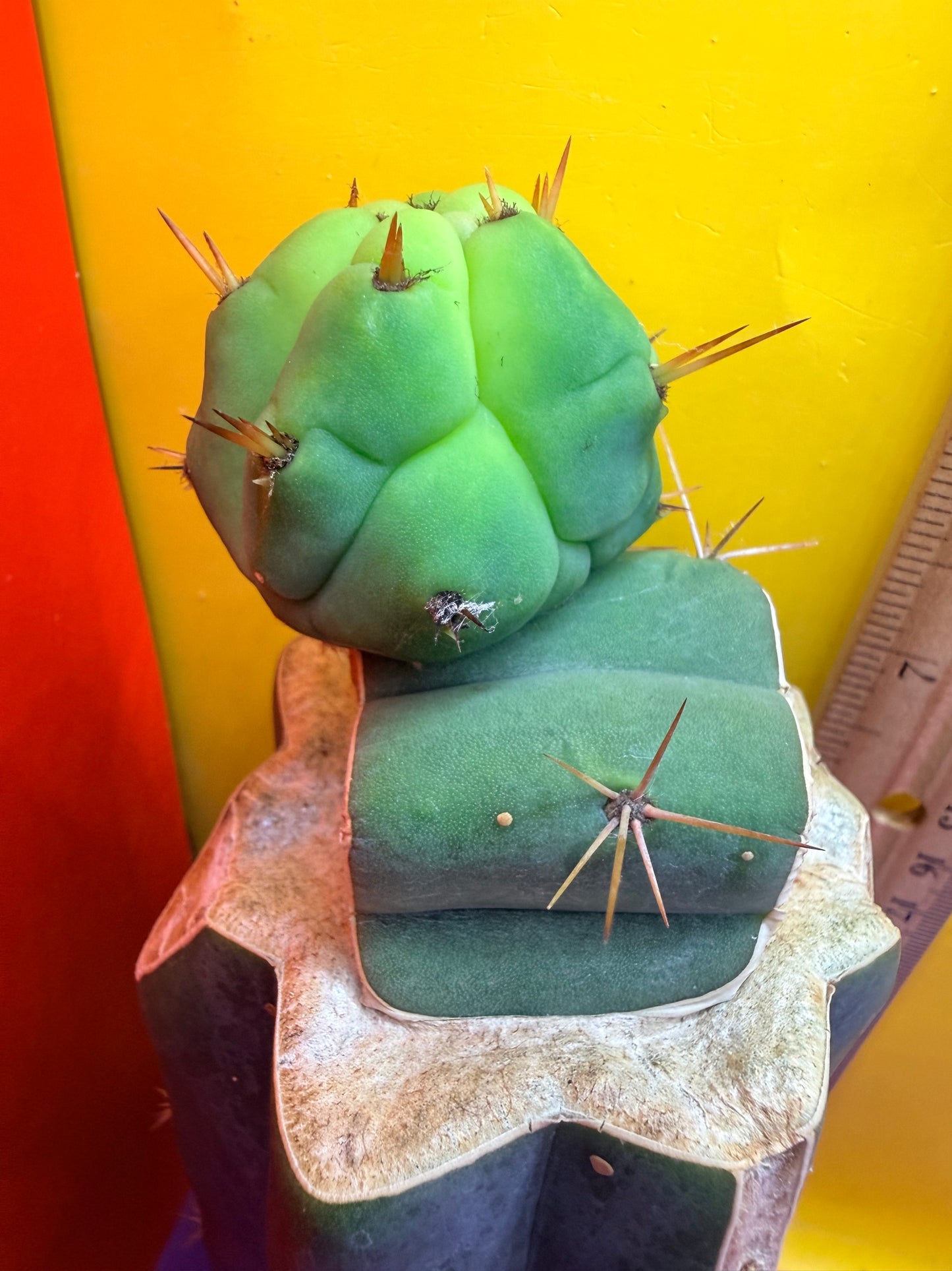 Cactus Kate Bridgesii
