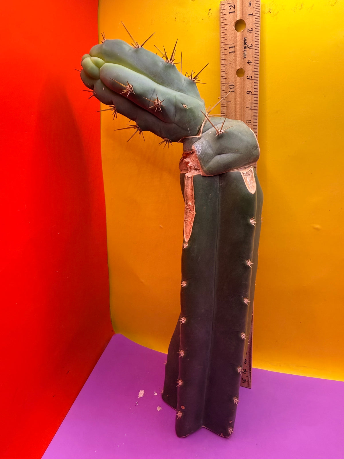 Grafted Bruce’s Dragon
