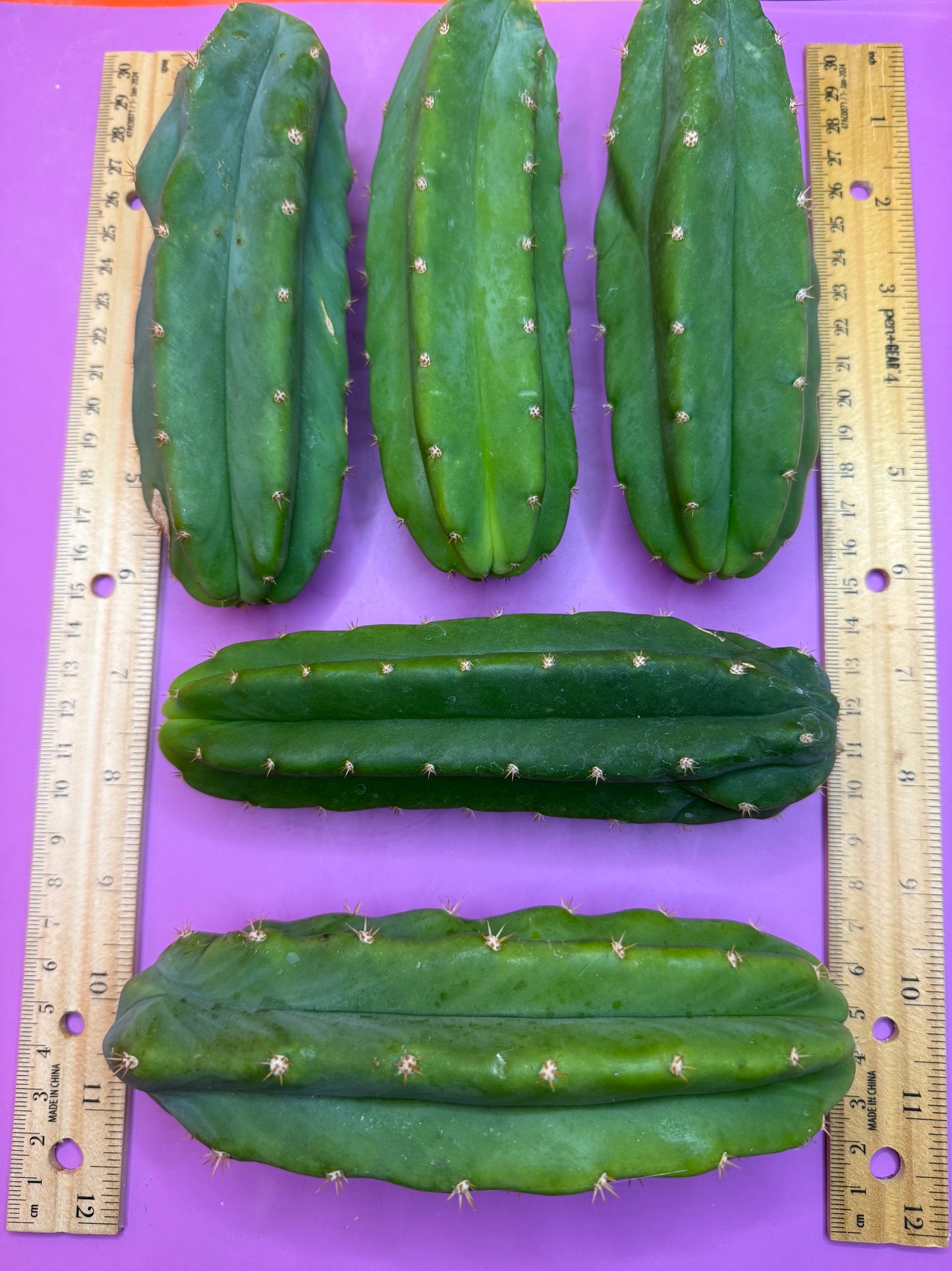 5 san pedro cactus bundle pack !!