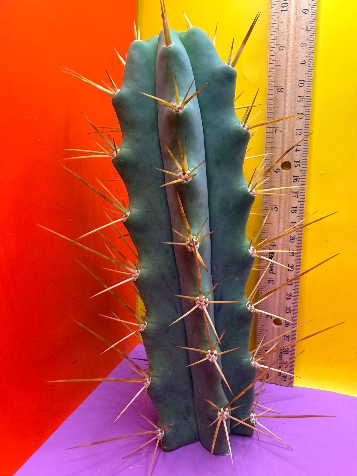 Revert Longform TBM PENISCACTUS !!!
