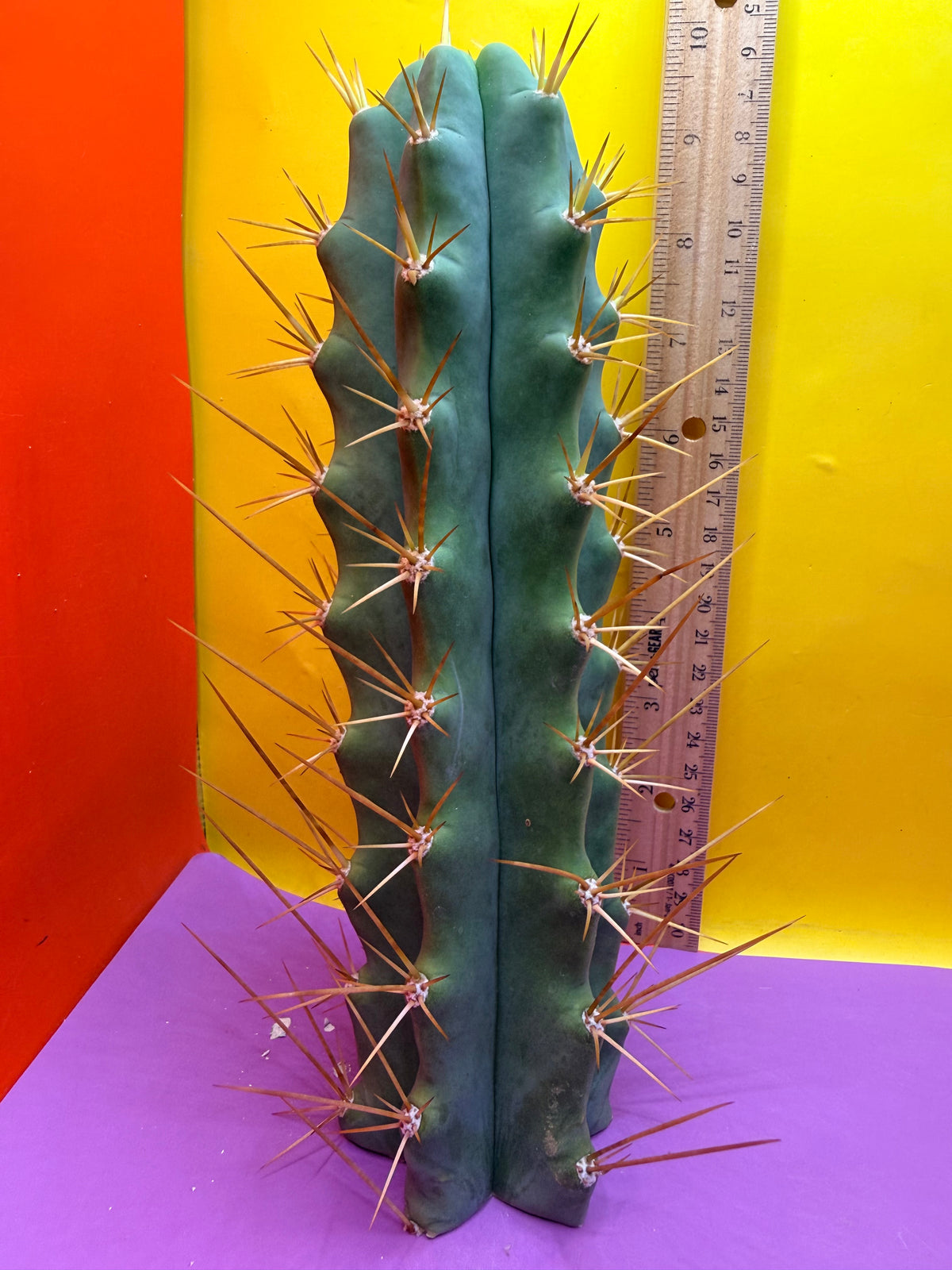 Reverted PENiSCACTUS !!! Longform tbmA