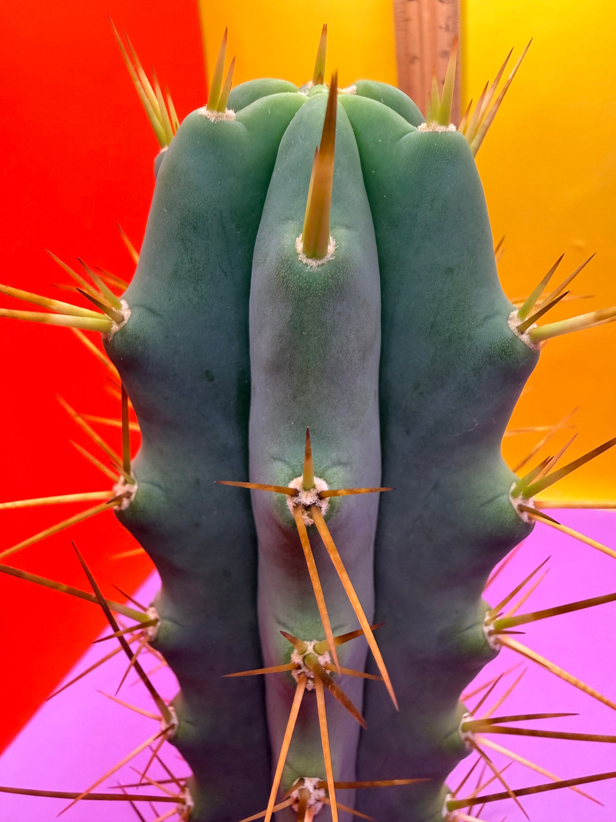 Revert Longform TBM PENISCACTUS !!!