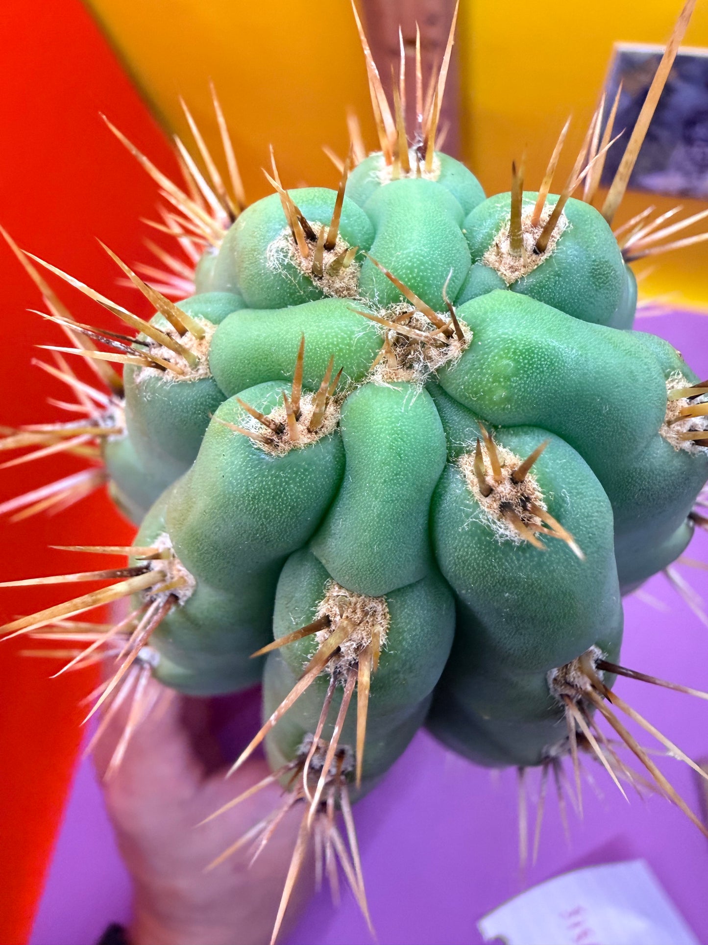Trichocereus Puquiensis - cv “Linda”