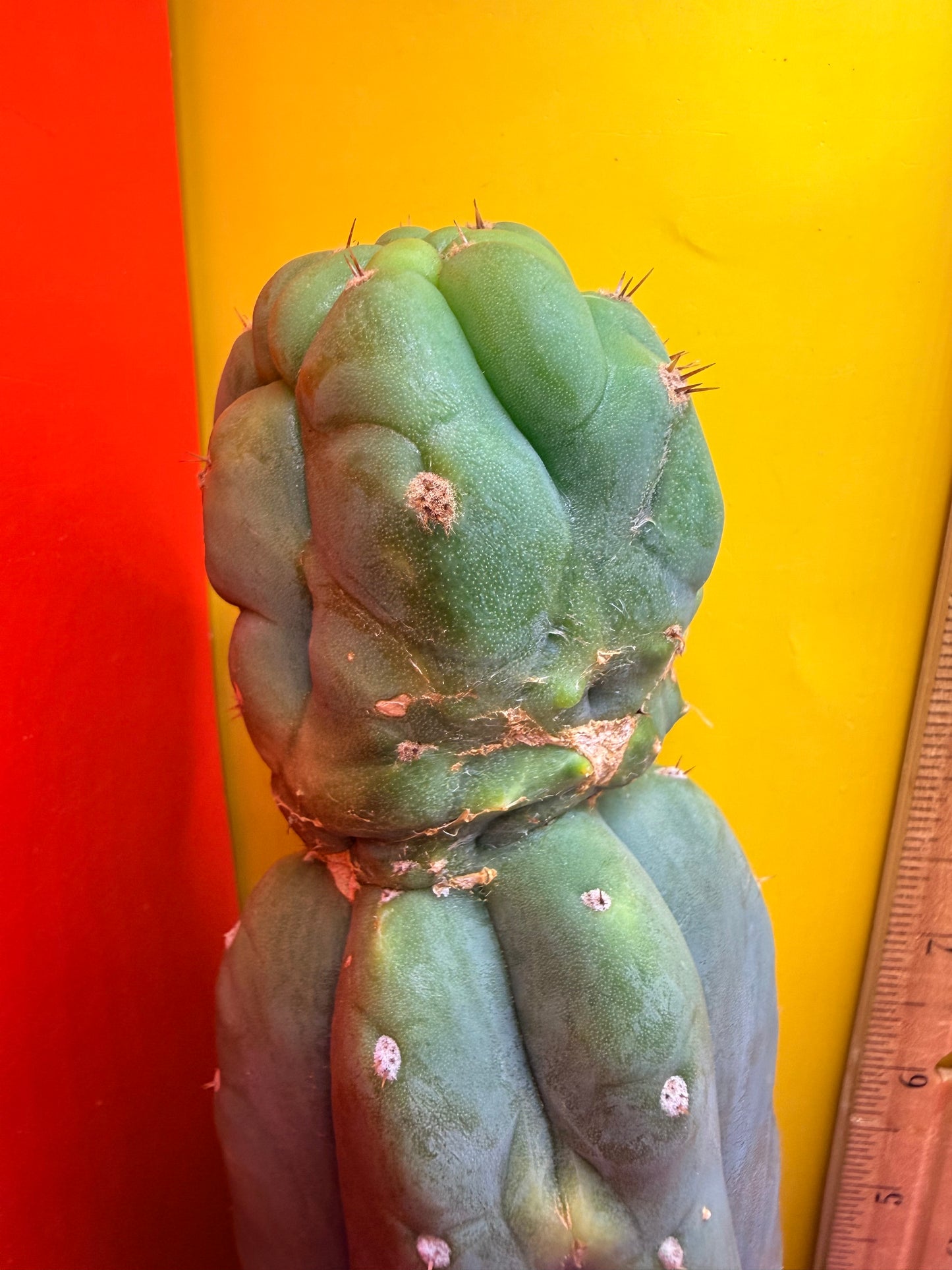 “CAHUILLA” !