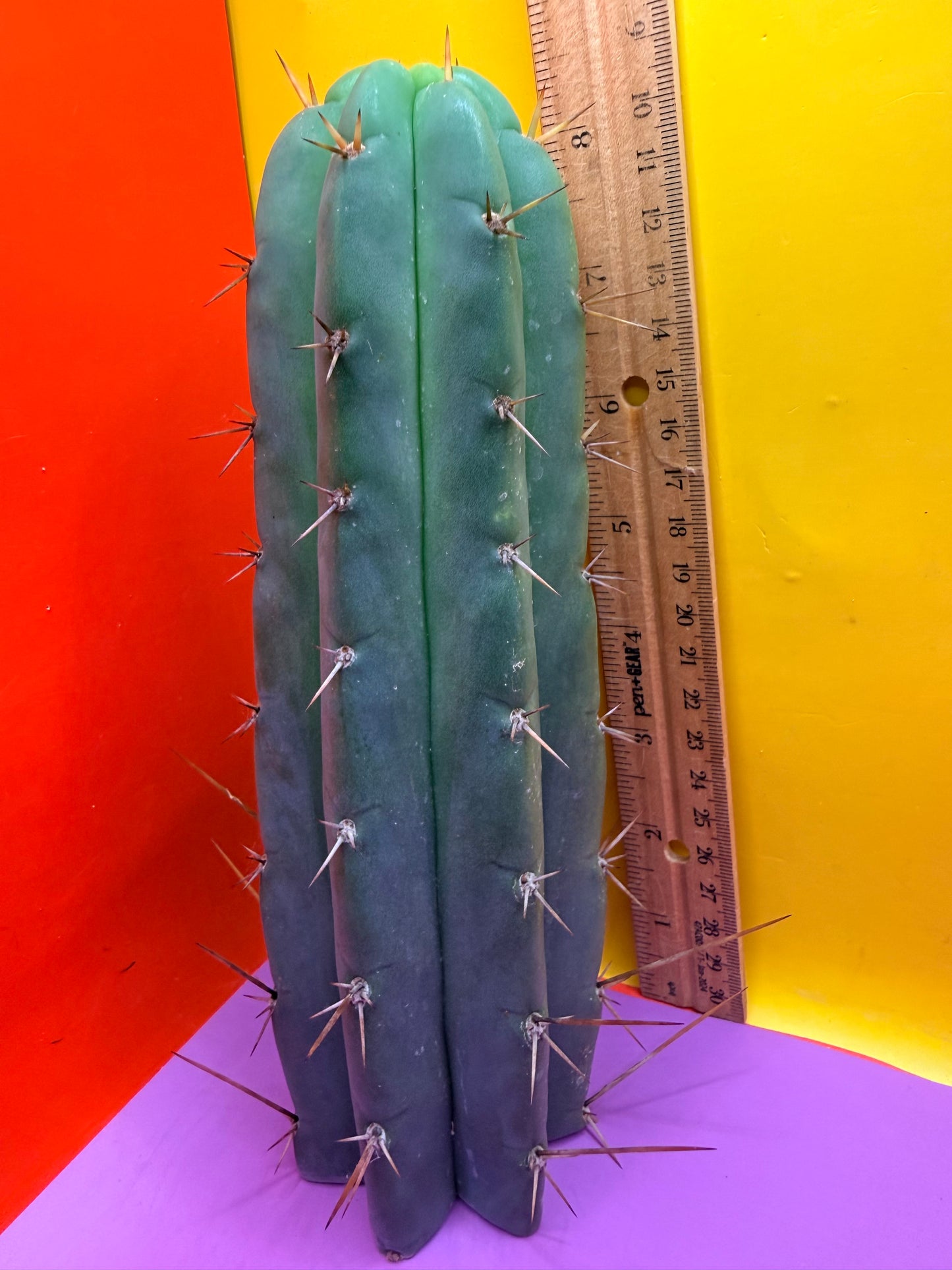 PALA  ! This exact cactus cutting of trichocereus